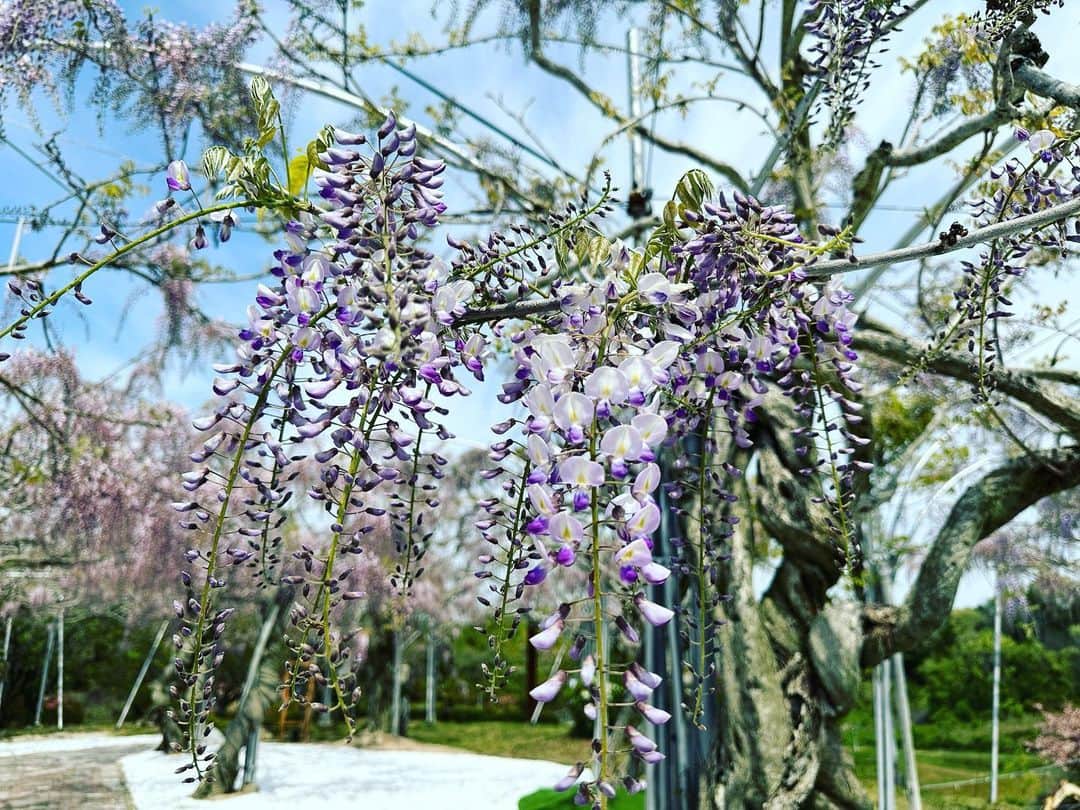 大隅智子さんのインスタグラム写真 - (大隅智子Instagram)「広島で初めてロケに行ってきました。　 世羅町のせらふじ園では、早くも見頃になっている藤の花も多く、ふじまつりが予定より早く開催されています。 地面に白石が敷き詰められているエリアでは、紫と白のコントラストがきれいでした！ ふじソフトや藤色のあんが入ったどら焼きも美味しかったです。 #ふじ  #藤  #藤の花 #藤棚 #世羅町」4月29日 15時36分 - tomokotenki