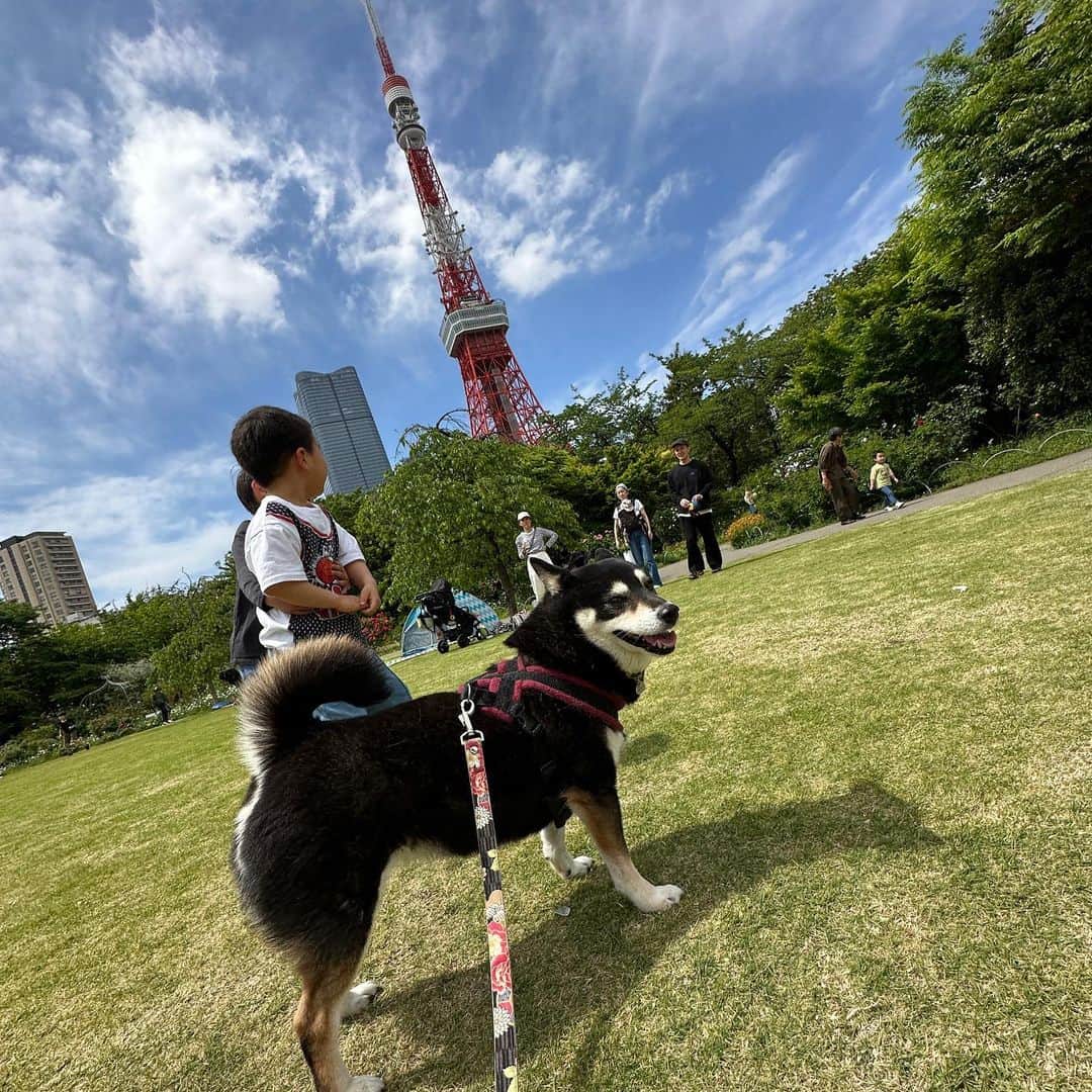 vo_coさんのインスタグラム写真 - (vo_coInstagram)「🗼 GW初日は天気も良く東京タワー周辺にお出かけしてきました 子供達と一緒に出かけると色々付き合わされて疲れるよね… よく頑張りました！ ＊ #shibastagram #instashiba #shiba #shibainu #黒柴 #柴犬」4月29日 15時58分 - vo_co