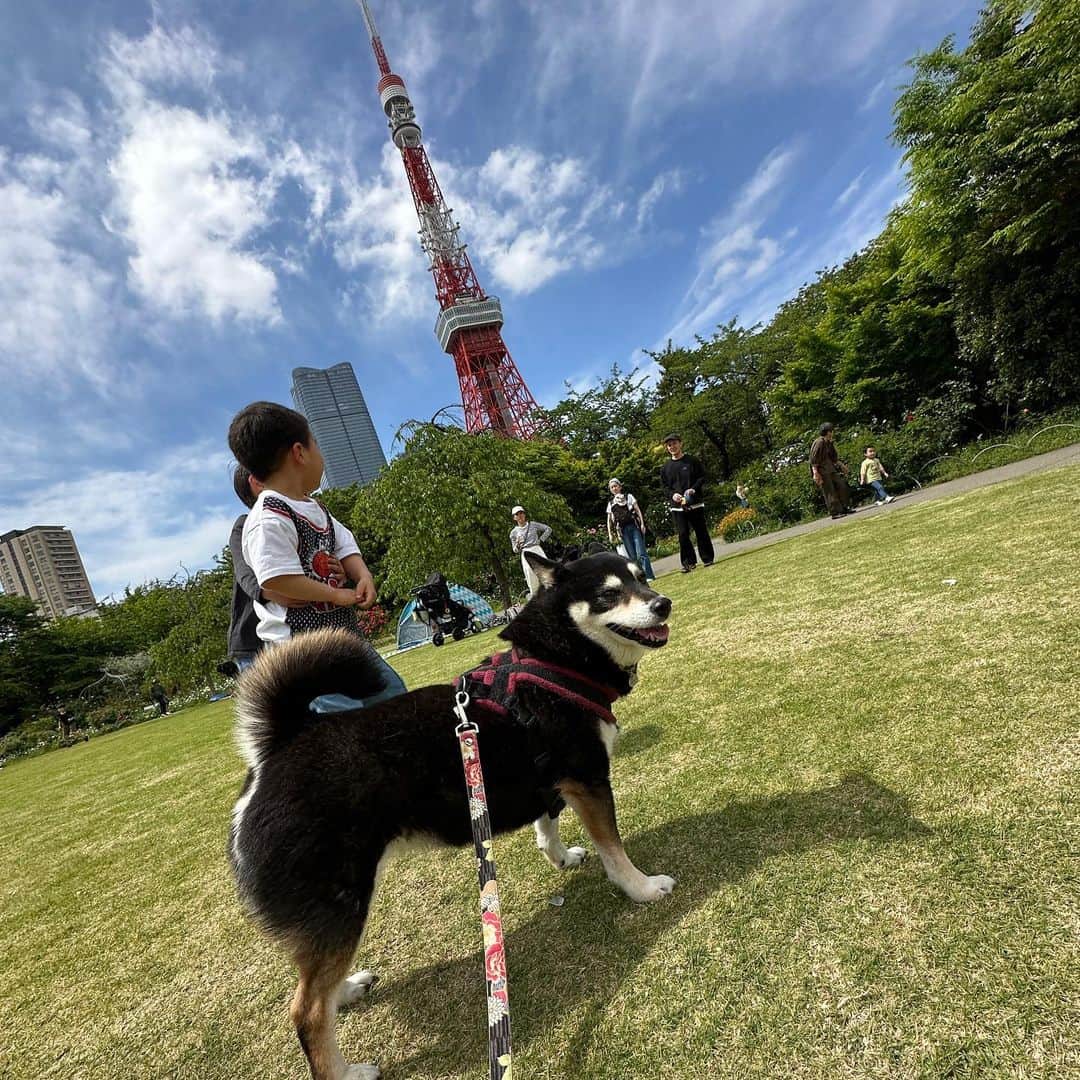 vo_coのインスタグラム：「🗼 GW初日は天気も良く東京タワー周辺にお出かけしてきました 子供達と一緒に出かけると色々付き合わされて疲れるよね… よく頑張りました！ ＊ #shibastagram #instashiba #shiba #shibainu #黒柴 #柴犬」