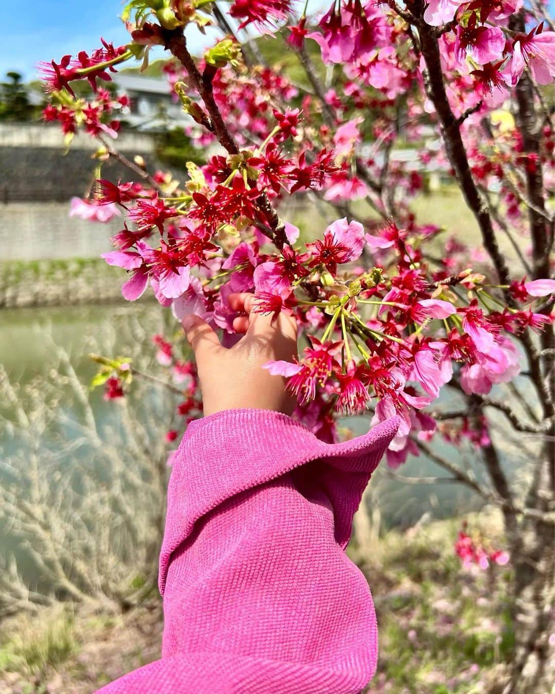 草野春香さんのインスタグラム写真 - (草野春香Instagram)「🌸💗🌸  先月のお気に入りの一枚📸💘  #1歳6ヶ月 #キッズコーデ」4月29日 16時10分 - _haruka030_