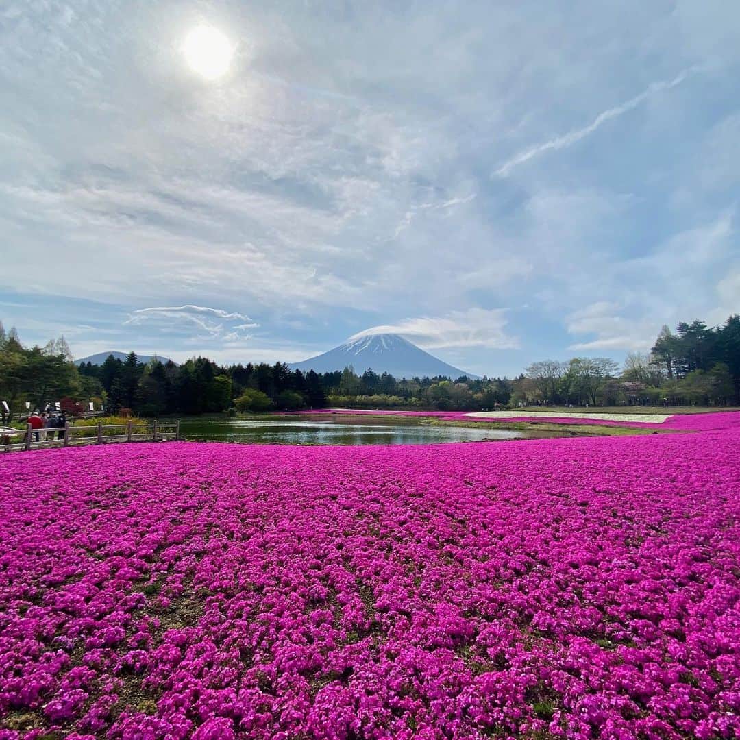 桜帆ゆかりさんのインスタグラム写真 - (桜帆ゆかりInstagram)「皆さま、久しぶりに規制のないGWいかがお過ごしでしょうか⁇☺️🍃  私も早速富士山と芝桜を見てきました🗻🌸満開の芝桜は彩り鮮やかで圧巻✨ そして富士山の近くに来ると、とてつもない力強い生命力とパワーを感じて頂けたようなありがたい気持ちになっております😌🙏  どんな時もどんな事も受け入れる広い心と感謝の心を持ち、過ごしていきたいです😊 _______________________________  【5月のオンラインヨガ🧘🏻‍♀️🧘🏻】  🌹のびのびストレッチヨガ　60分 5/4木曜日　　夜19時〜20時 5/12金曜日　朝10時〜11時 5/23火曜日　夜19時〜20時  🌹おやすみ前のひとときヨガ　40分 5/9と5/30火曜日  夜21時〜21時40分  🌟zoomアプリを使用します！ プロフィール欄よりmoshにご登録いただき、ご予約くださいませ🙇‍♀️ 分かりにくかったりしたらInstagramのDMへお問合せくださいませ🙋🏻‍♀️  _______________________________  #オンラインヨガ #ストレッチヨガ #寝る前のヨガ #yogatime #忙しい人にこそおすすめ」4月29日 16時24分 - chahoroo93