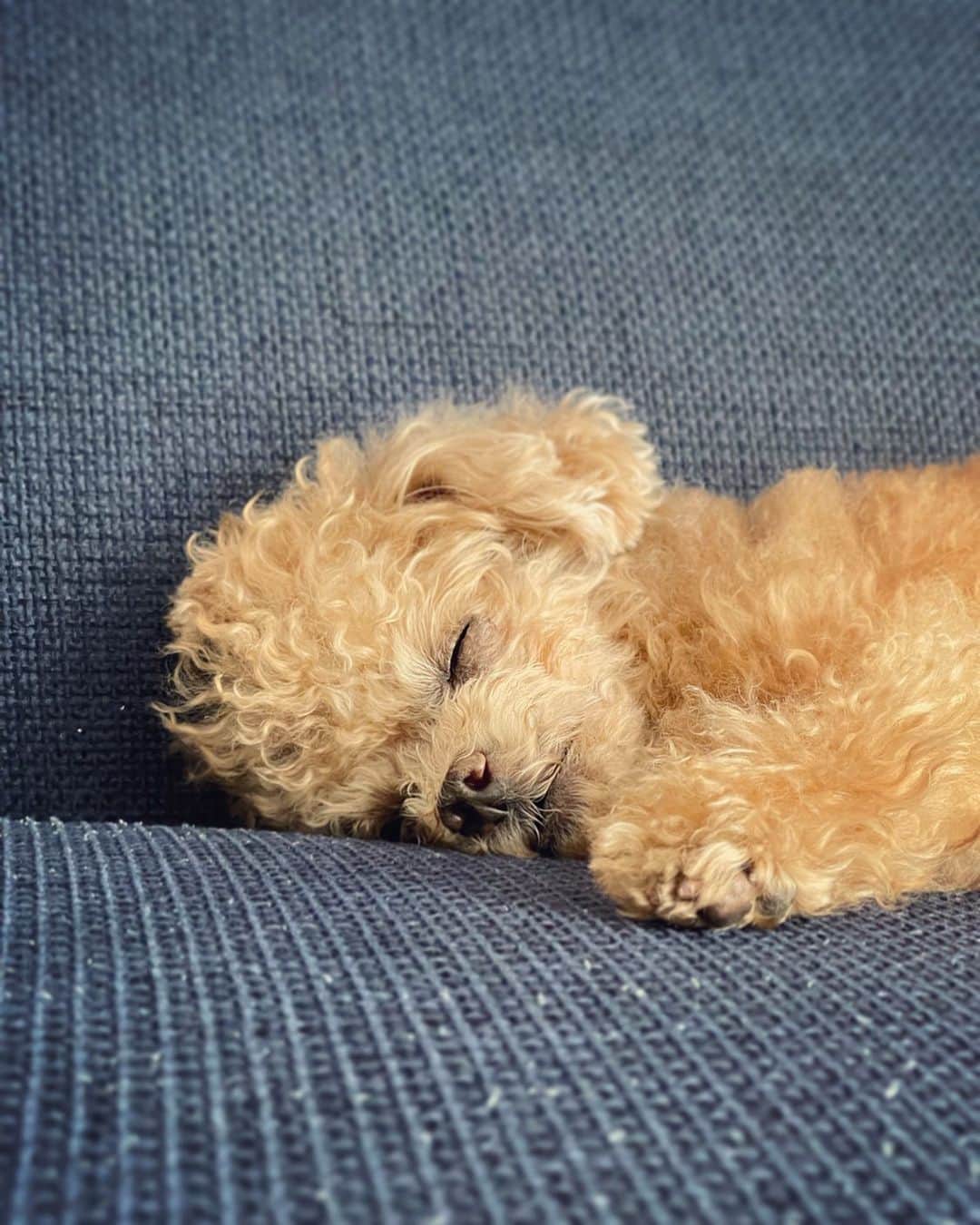 ふわのインスタグラム：「最強寝顔。  #toypoodle#toypoodlegram#dogsofinstagram#instadog#doglover#doglife#cutedog#dog#fuwamama#ふわもこのふわ#ふわ#トイプードル#ふわもこ部#犬バカ部#親バカ部#犬のいる暮らし#いぬすたぐらむ#最強寝顔」