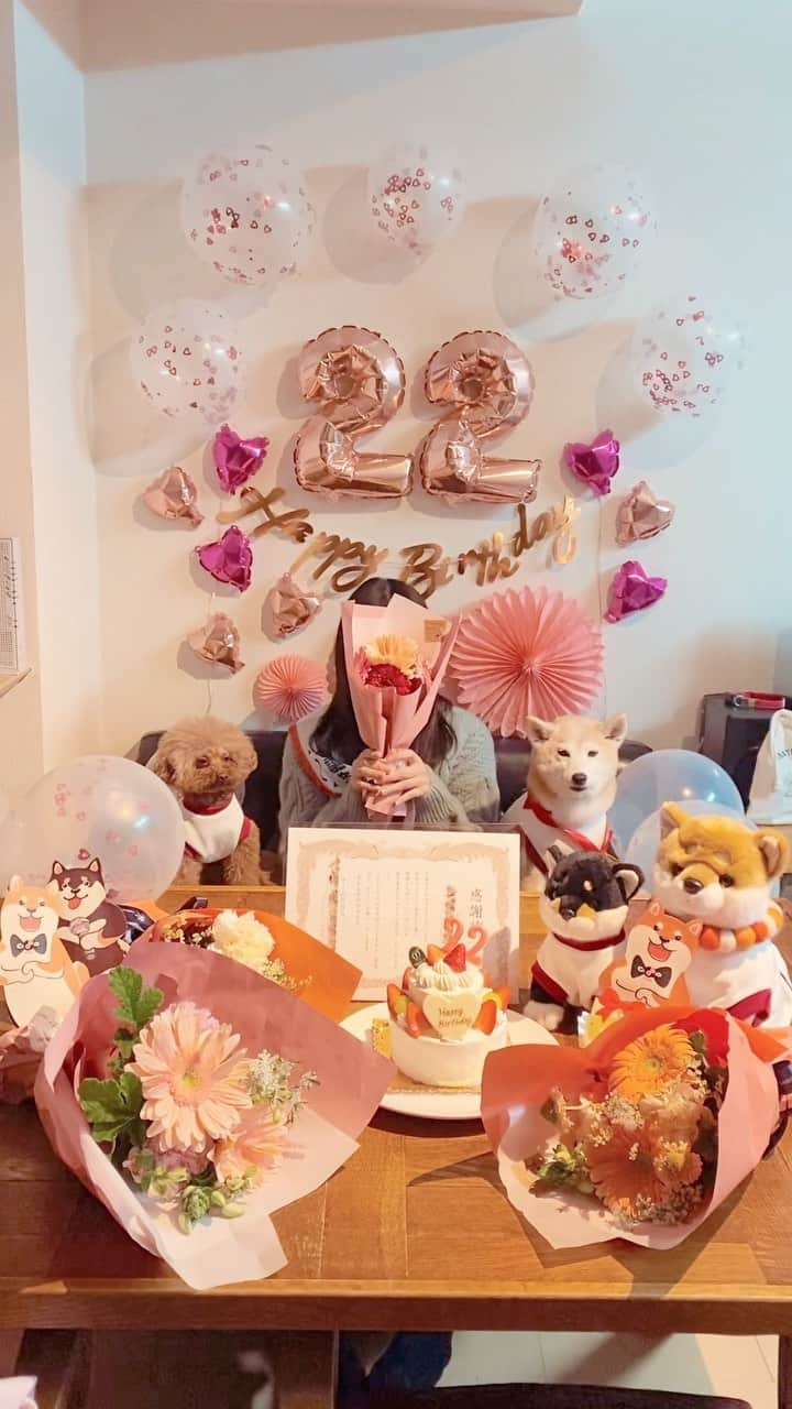 柴犬 けんしろう ゆりあのインスタグラム：「🐶🐶🎂🐶🐶  イオンモール幕張からわが家へ戻り サプライズ×③🎂㊗️🎉で大賑わい😆❤️  4/5まろん姉さん22歳のお誕生日🎂 4/17まめたろうくんの生誕祭㊗️ 4/1けんちゃん一周忌&ゆりあひとりっ子1周年🎉  それぞれに内緒で準備してたもんだから はちゃめちゃでそれはそれはおもしろかったです😆❤️  まろん姉さんのお誕生日のお祝いは 私が当日装飾とバースデーケーキの担当🎂 まめたろうママが装飾とお花の買い出しと 感謝状を担当してくれたのですが..  感謝状が最高すぎる🤣 老後とか、もはや脅迫状🤣🤣 (リール動画でじっくり内容を読んで頂きたい🤣)  人にも動物にもいつも相手の心を想いやることのできるやさしいまろん姉さん。まじめでしっかりもので、だけど繊細で、そんなところがもういじらしくかわいい❤️そのピュアな心を大切にゆっくりゆっくり大人になっていってほしいとBBAたちはいつも思っていますよ☺️❤️(平成生まれなのに心が昭和なところもすごく好き😆❤️)  そして、まめたろうママとまろん姉さんが、この一年けんちゃんがいないさみしさに耐えて、みんなが笑顔で暮らせるようよくがんばったと、手作りの感謝状とメダルで、ゆりあに表彰式をしてくれたんです🐶🏅 「ゆりあさんを見守る会」だなんて、感動だよー🥺😢😭 (表彰式の模様はストーリーズに改めて載せますね❤️)  ゆりあ、よかったね🐶❤️うれしいね🥺❤️  そしてそして、4/17はまめたろうくんのお誕生日当日🎂 まめたろうくんも一緒になってサプライズ楽しんでくれていたかな🐶❤️まめたろうくんもけんちゃんも今年は17歳になる年なんだね🐶🐶月日は本当に早いなぁ🍀  #happybirthday  #誕生日 #22 #感謝状 #まめまろけんゆり #柴犬 #shiba #トイプードル」