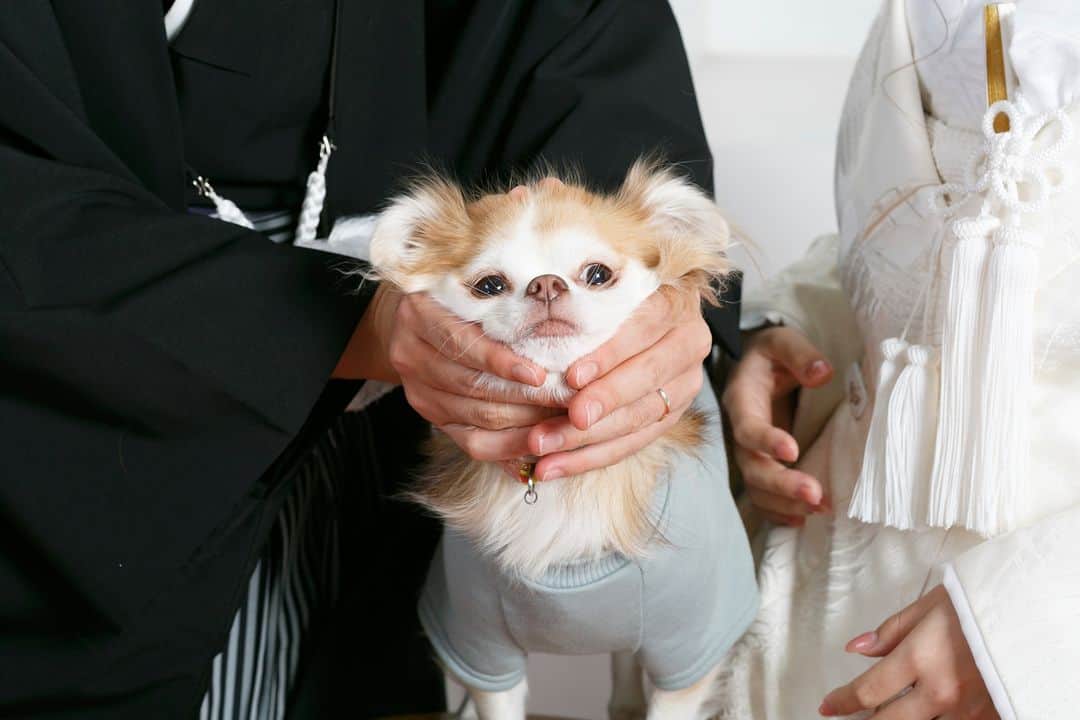 【公式】小さな結婚式さんのインスタグラム写真 - (【公式】小さな結婚式Instagram)「. @petit.wedding をフォローしてね♩ #小さな結婚式 をつけてのお写真投稿も大歓迎です♡ こちらの公式IGでリグラムさせていただきます＊ . 可愛い愛犬の姿は たくさんお写真に残しましょう♪*  ペット参加型の結婚式では リングドッグや肉球での結婚証明書サインなど ペット参加型ならではの 挙式演出もお楽しみいただけますよ！ . >>#小さな結婚式沖縄店 . ——————— #petitwedding #ラヴィファクトリー #前撮り #結婚式 #プレ花嫁 #卒花 #家族婚 #少人数結婚式 #ウェディング #wedding #bridal #weddingdress #花嫁 #挙式 #結婚式準備 #式場探し #日本中のプレ花嫁さまと繋がりたい #結婚式の思い出に浸る会 #結婚準備 #沖縄花嫁 #ウェディングフォト #花嫁コーディネート #ウエパ #ウエディングアイデア #披露宴会場 #結婚式場 #結婚式演出 #オリジナルウェディング」4月29日 17時05分 - petit.wedding