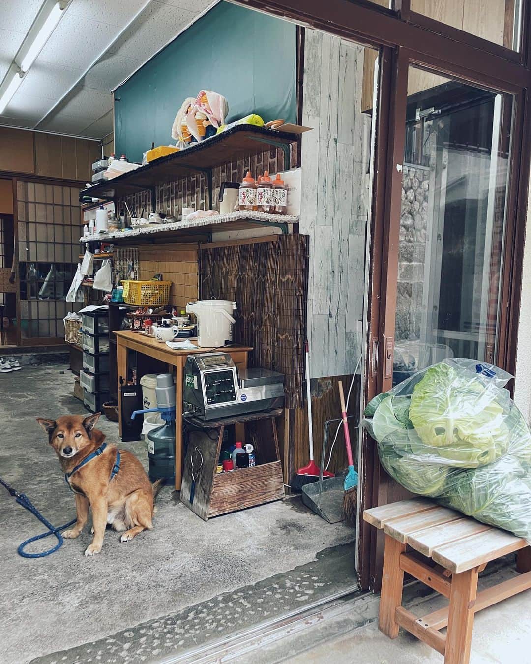 のインスタグラム：「🐕🥬🍯」