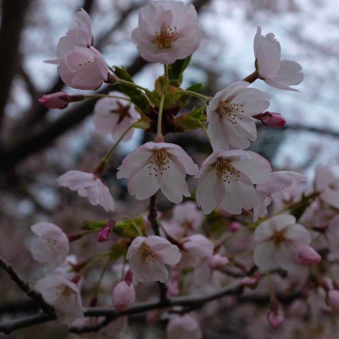 MaryanaRoさんのインスタグラム写真 - (MaryanaRoInstagram)「Embrace the ephemeral beauty of Sakura season ❁ཻུ۪۪♡ ͎. ｡˚」4月29日 17時33分 - maryanaro