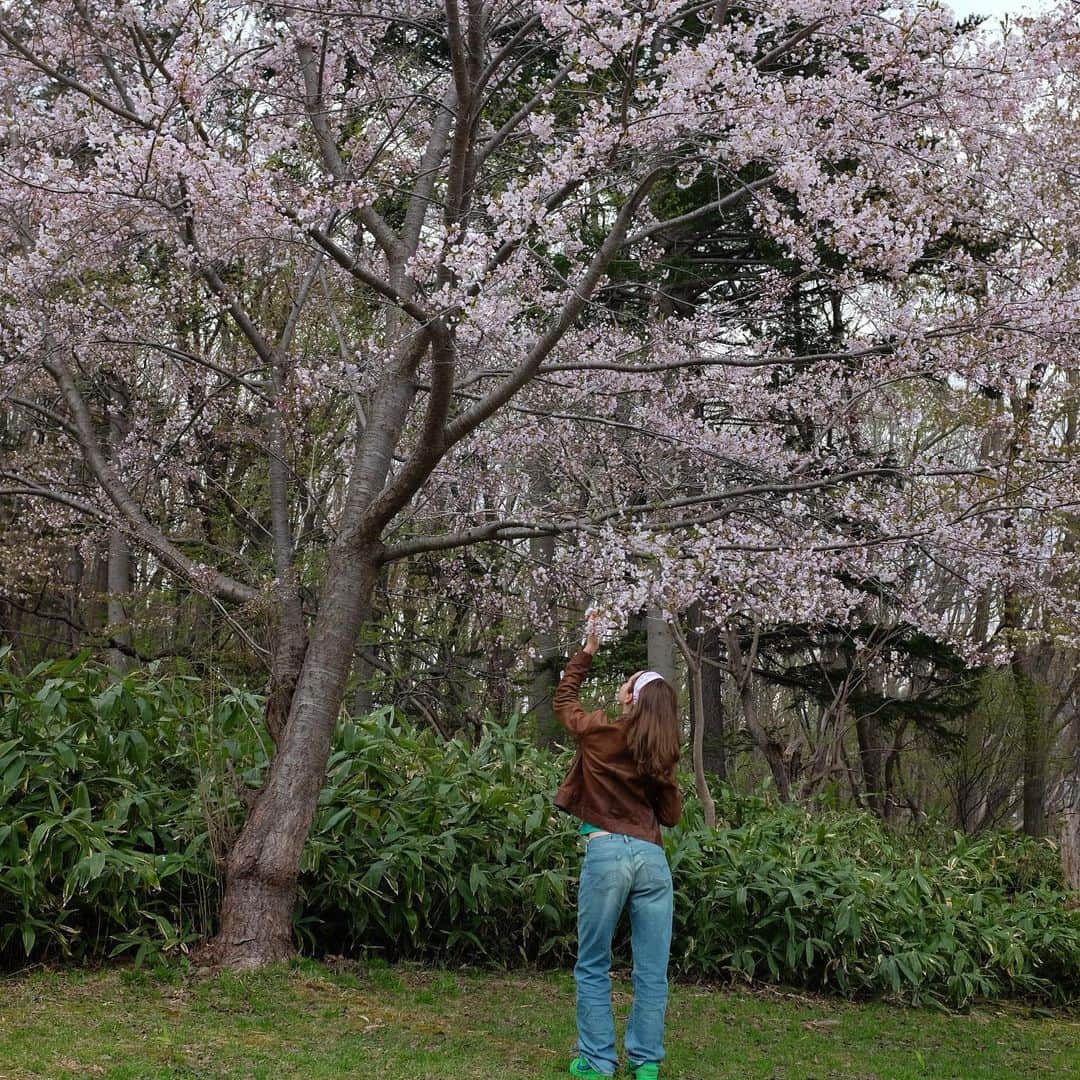 MaryanaRoのインスタグラム：「Embrace the ephemeral beauty of Sakura season ❁ཻུ۪۪♡ ͎. ｡˚」