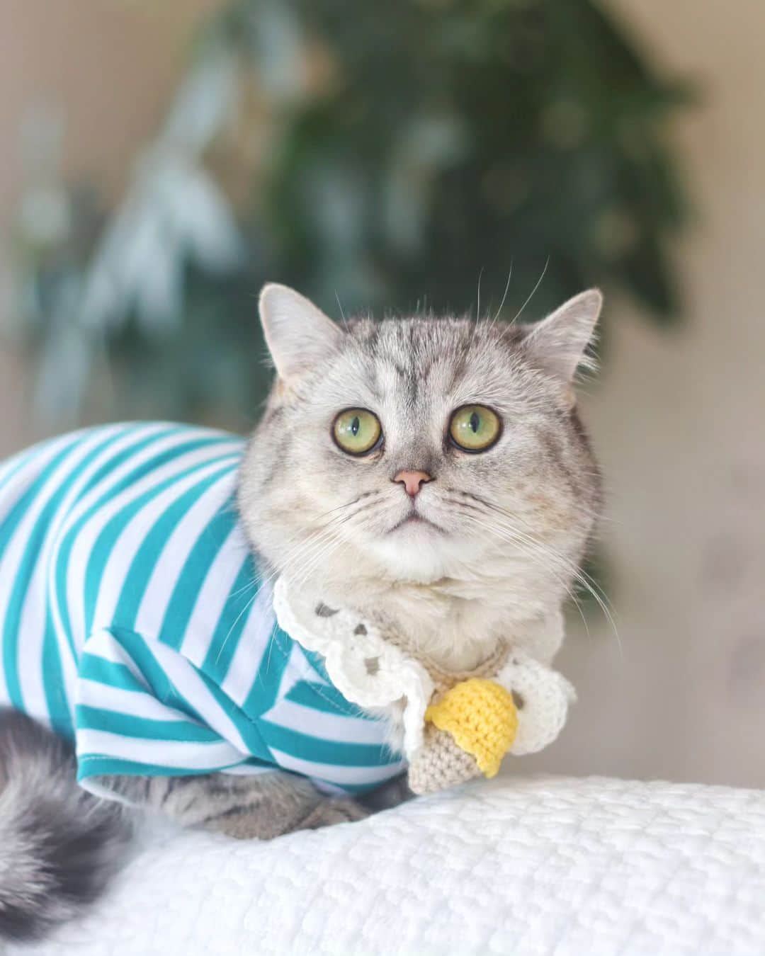 寅次郎（とらちゃん）さんのインスタグラム写真 - (寅次郎（とらちゃん）Instagram)「猫の後頭部って可愛い💓  ②オーサムストアのペットTシャツ👕 寅コレのアイス🍦のつけ襟と合わせてみたよ ③おしりのところには可愛いワッペンが付いてます🌟 · ちなみに小梅が着用しているサイズはDSサイズで 手足が短めの猫ちゃんやわんちゃんにちょうどいいサイズです。 · · @awesomestore_jp #ASわんにゃんバサダー2期生 #寅コレ · · · · ねこの寅次郎と小梅 @torachanthecat  - - - - - - - - - - - - - - - - - - - - - - - - - - #ペットグッズ #オーサムストア #awesomestore #猫との暮らし #ねこすたぐらむ #猫好きさんと繋がりたい #貓 #고양이#猫 #ミヌエット #minuetcat」4月29日 17時28分 - torachanthecat