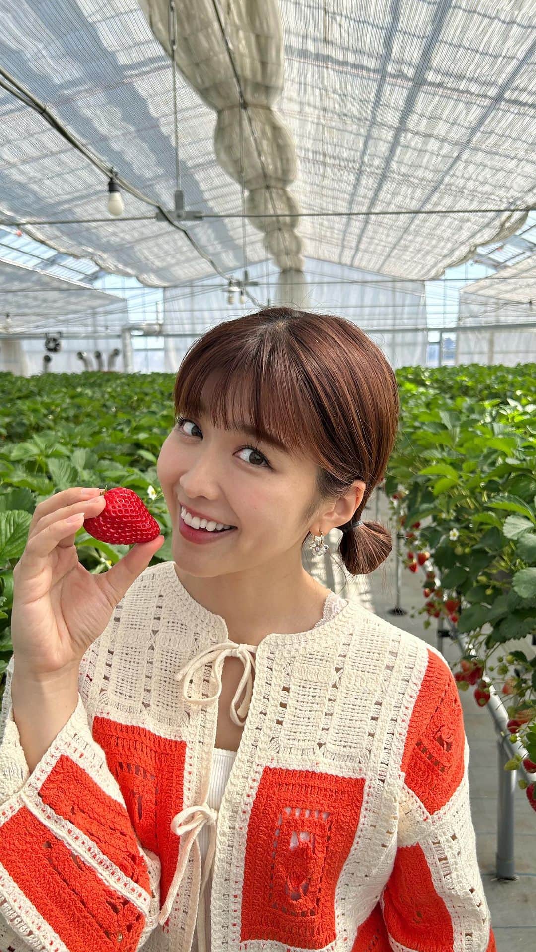 坂田茉世のインスタグラム：「いちご狩りに行きました〜🍓 「紅ほっぺ」と「あきひめ」を食べ比べ 甘さと酸味のバランス、香りも違うので なんとなく違いがわかったような気が🤍 一粒が大きくて食べ応えも抜群でした💫 いちご狩りのシーズンの間にまた行きたい！！！！！  @ichigooji_official」