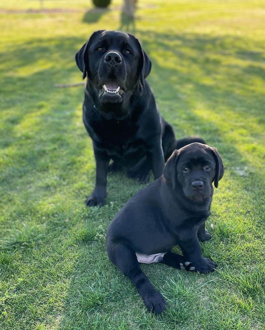 World of Labradors!さんのインスタグラム写真 - (World of Labradors!Instagram)「Meet Surf and Finn! 🫶 - @surfandfinn_blacklabs」4月30日 0時21分 - worldoflabs