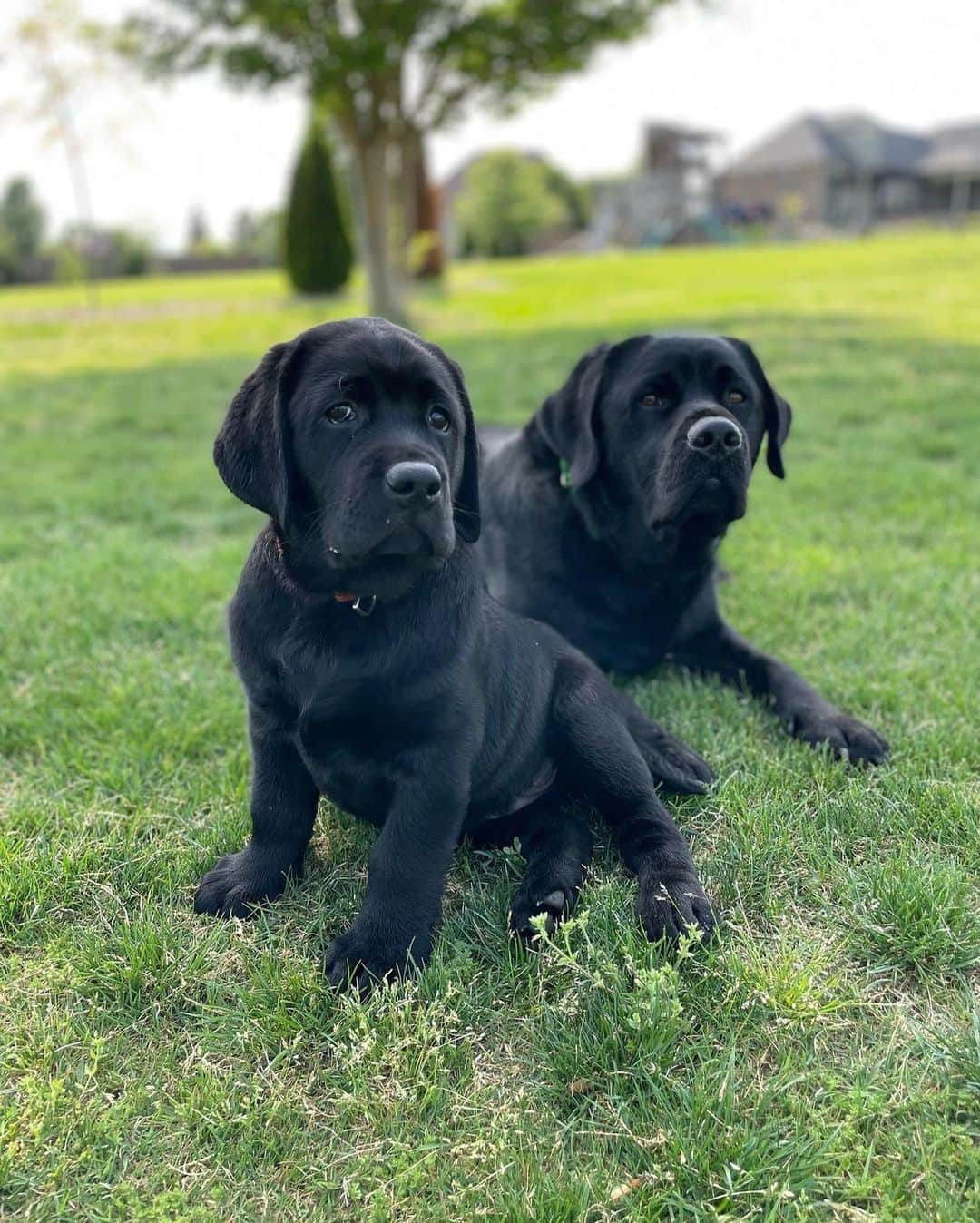 World of Labradors!さんのインスタグラム写真 - (World of Labradors!Instagram)「Meet Surf and Finn! 🫶 - @surfandfinn_blacklabs」4月30日 0時21分 - worldoflabs