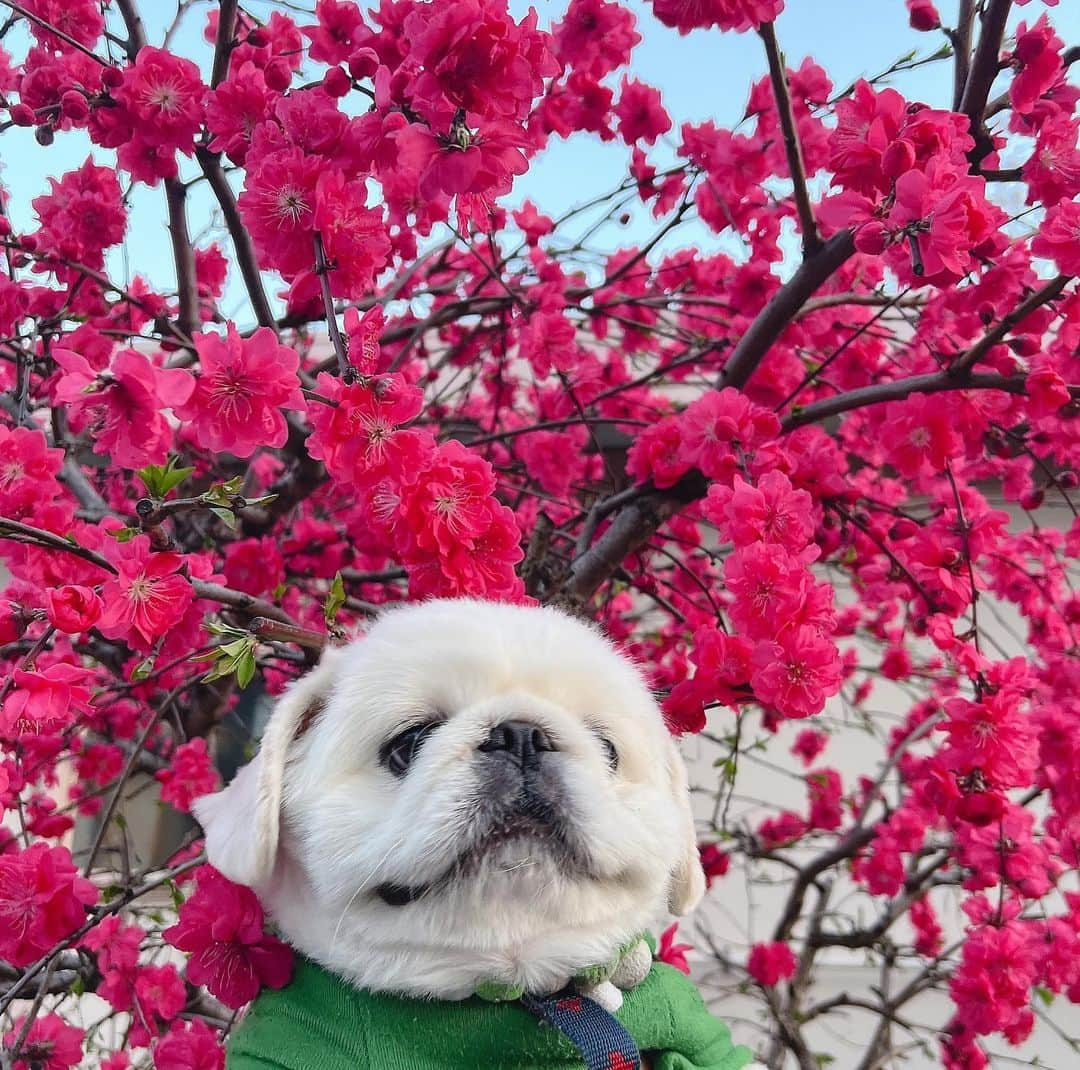 白川蘭珠さんのインスタグラム写真 - (白川蘭珠Instagram)「.  4月ももうすぐ終わりますね🌷  ぽかぽかな日が続いて幸せだな〜〜！  ちなみに今日は風が強くて髪がぼっさぼさでした🤧😂🍃」4月29日 18時59分 - ranju_nishihara