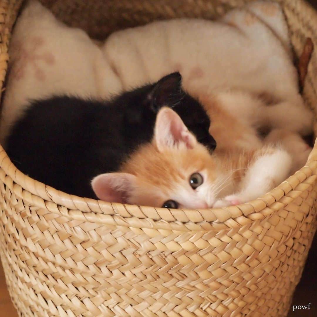 anemone_69のインスタグラム：「🐈🐈‍⬛ . #うちの子記念日 . . ハカセとキョウジュ、 我が家に迎えて11年になりました。 . #ハカセとキョウジュ のタグをつけた 写真も5000枚を超えたようです。 . . .」