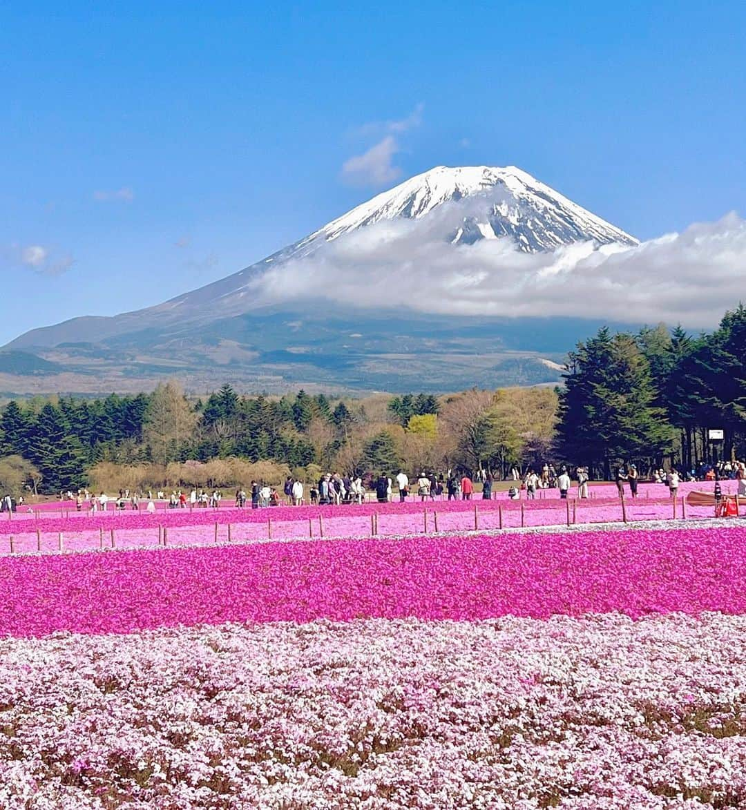 加藤里奈さんのインスタグラム写真 - (加藤里奈Instagram)「⋆  芝桜、圧巻の景色でした〜！🌸  #山梨 #山梨観光 #静岡 #静岡観光 #富士山 #姉妹 #姉妹コーデ #mtfuji #ファッション #河口湖 #お出かけスポット #お出かけ #旅行 #旅行好きな人と繋がりたい  #芝桜 #芝桜まつり #富士芝桜まつり #お花見 #お花見コーデ」4月29日 19時20分 - katoco0326