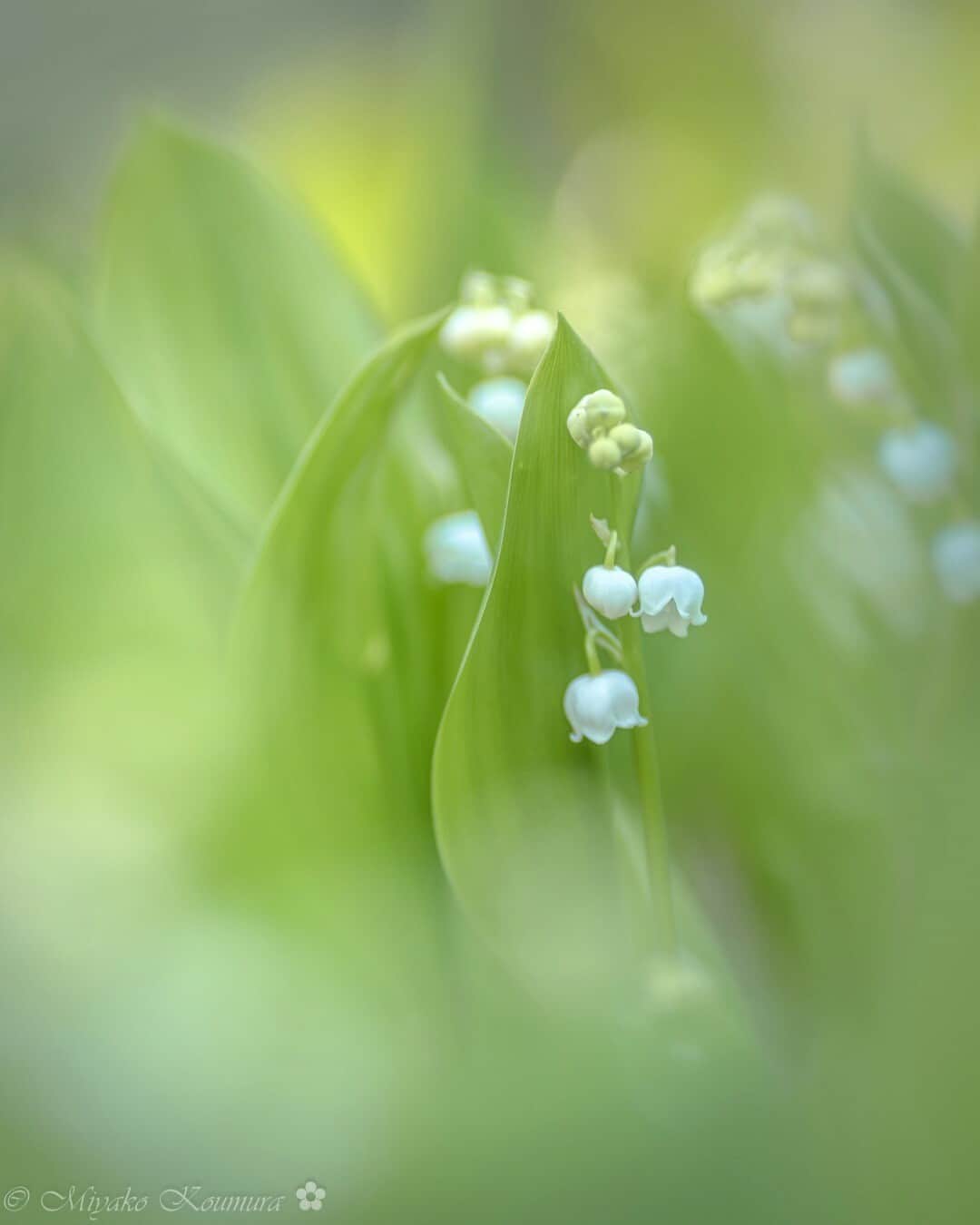 花の写真館のインスタグラム：「Photo by @miyako_koumura. https://instagram.com/miyako_koumura/ . Original Post[投稿いただいたURL] https://www.instagram.com/p/CrGNBFNvOJA/ . 本アカウントは、 #私の花の写真 をつけてInstagramに投稿された皆さまの花の写真や、「花の写真館」Facebookページで投稿された花の写真を紹介します。 「花の写真館」Facebookページは、「 @floral.photograph 」のプロフィールにあるURLからご覧ください。 . ※各種法令、マナー、関係者の指示に従った撮影をお願いします。 *Please ensure that your photography adheres to all relevant laws, etiquette, and instructions issued by authorized persons. ※本アカウントは東京カメラ部がFacebook、Instagramのサービスを利用して運営しているもので、Meta社・Instagramとは一切関係ありません。 . #花の写真館 #floralphotograph #floralphoto #flower #flowers Follow: @floral.photograph」