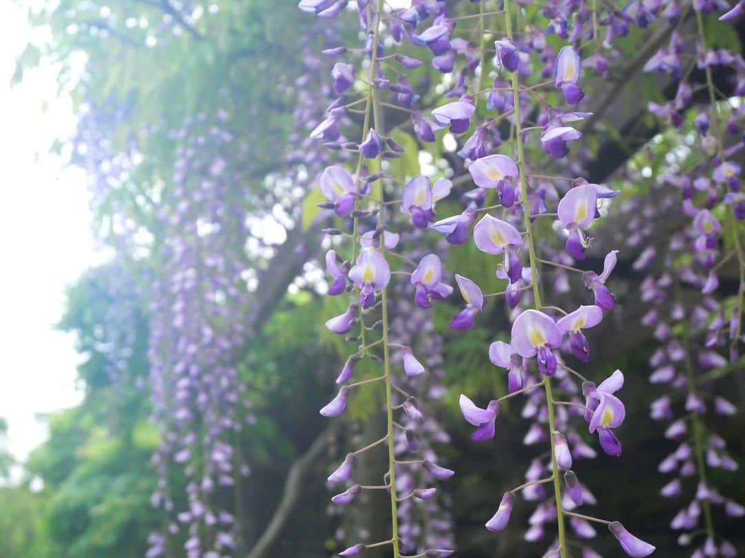 のインスタグラム：「博多の街はどこもかしこもお花が綺麗でした。 曇りの日もまた良し☺️  本当に素敵な街でした。 沢山の素敵な出会いに博多が更に大好きになりました。  #藤の花 #一眼レフ  カメラをちょこっと教えてもらって少しだけ戦闘力上昇した気になってます📷⤴︎」