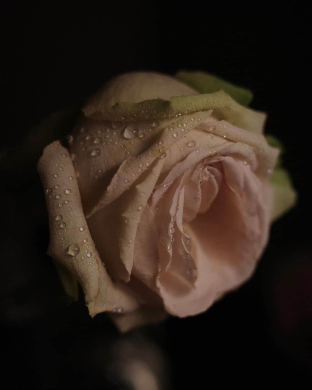 梯真奈美さんのインスタグラム写真 - (梯真奈美Instagram)「お花をもらう瞬間も 生ける瞬間も 愛で溢れてる  まだ蕾のお花たちが満面の笑みのように ぱぁっと明るくお部屋を彩ってくれるのが楽しみ♡  #ありがとう」4月29日 19時57分 - official_manami
