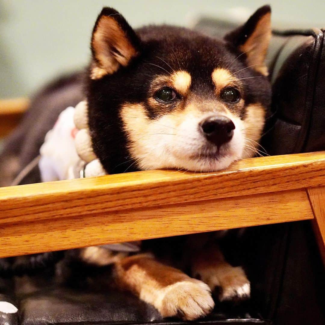 黒豆柴こむぎのグルメインスタ