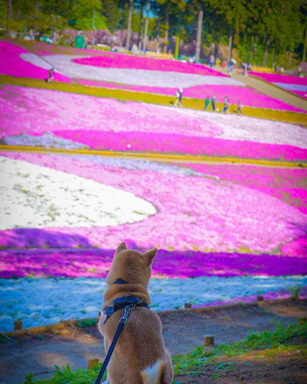 友常勇気のインスタグラム：「可愛い写真をこずえさんから貰った🤗🎊お裾分け😁🎉 今日も一日お疲れ様でした🥰 明日から雨との事❕ みんな気を付けてね🥹 ってかGWがスタートしてる😳 みんなどこ行くのー？？ 私は、、、特に無しㄟ( ⁰ 3 ⁰)ノ笑笑 #友常勇気 #母 #写真 #お裾分け #gw #ゴールデンウィーク #自分は #特に予定なし #笑笑 #今日もお疲れ様でした」