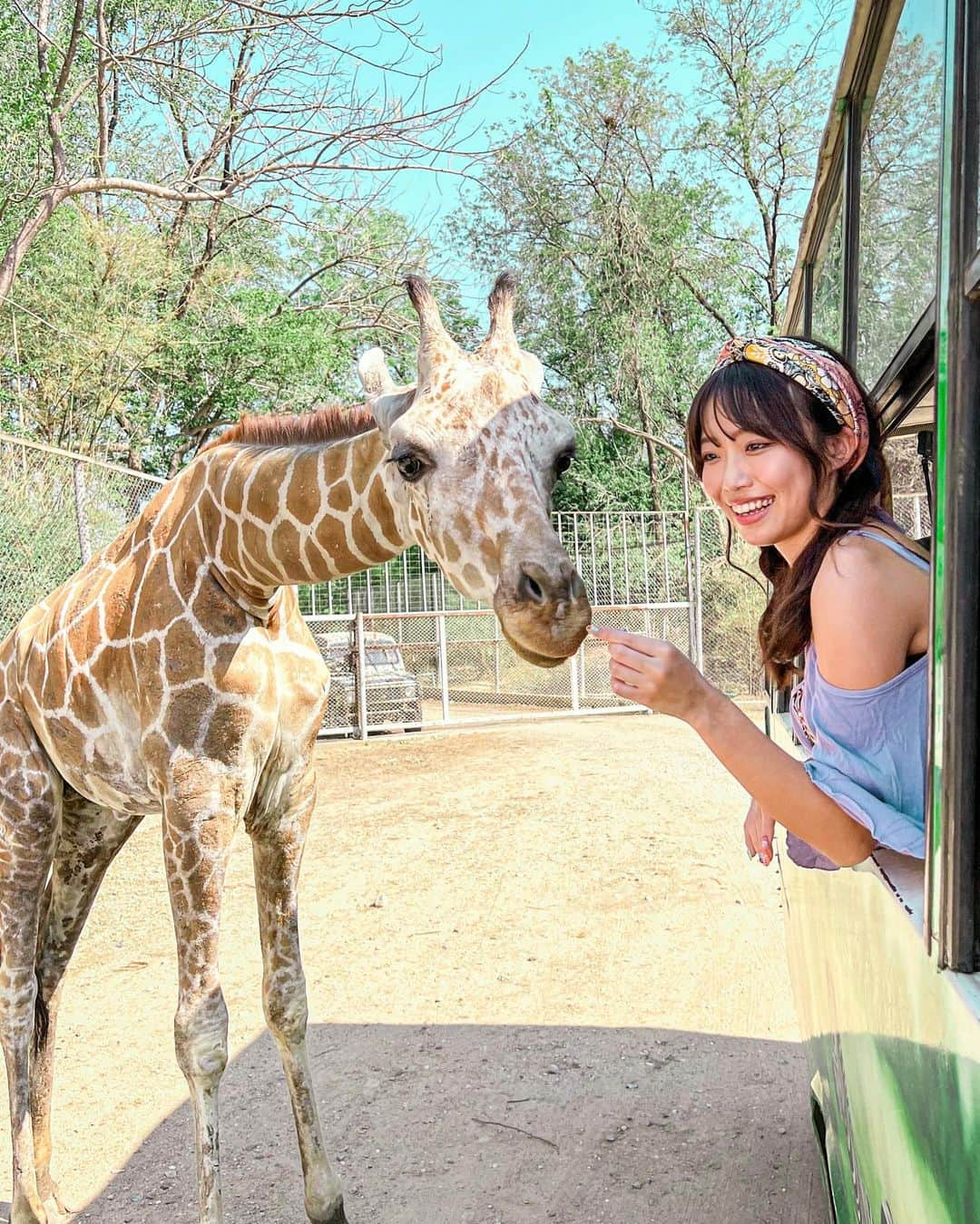 溝呂木世蘭さんのインスタグラム写真 - (溝呂木世蘭Instagram)「【動物とのたくさん触れ合える動物園🦁】  <📍Safari Park Open Zoo & Camp>  ヒョウとお散歩！きりんバス！トラにミルク！ライオン抱っこ  いろんな動物と境界線なしで遊べるよ♡  なかなかない動物園！  猛獣と触れあうのは怖いかもだけど、好きな人は絶対行くべき♡  #猛獣好き #キリン#トラ抱っこ#ライオン抱っこ#動物好き#カンチャナブリ#タイ観光#タイおすすめ#バンコク観光#バンコク#サファリパーク#旅女子#旅行好き#旅好きと繋がりたい」4月29日 20時21分 - seran_0422