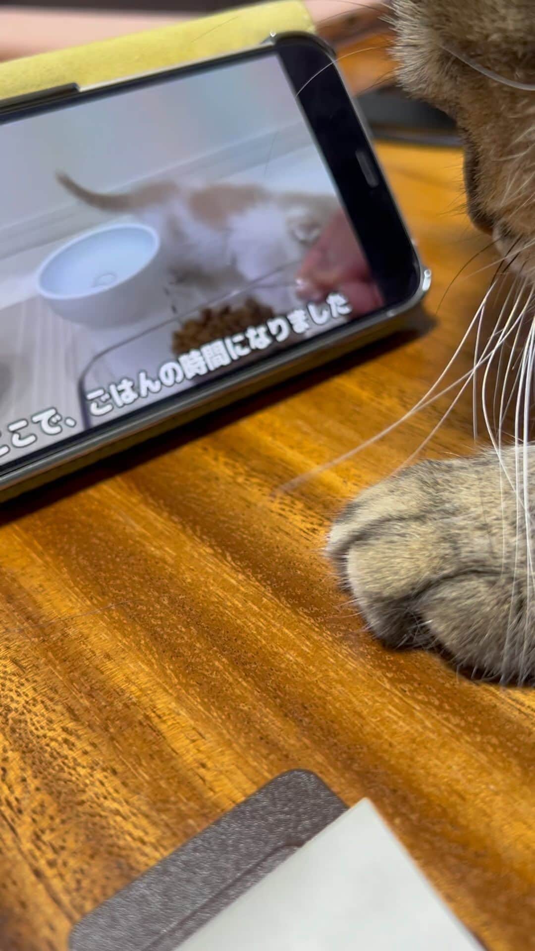小鉄のインスタグラム：「『 美味しそうだニャ😸』 #motimaru #hand #main #mano #manus #delicious #lecker #délicieux #délicieuxse #buono #sabroso #catsofinstagram #kittensofinstagram #instacat #catstagram #catlovers #catlover #cats_of_instagram #kittylove #catlife #ilovecats #kitty #catoftheday #cat_features #catlove #petstagram #kitten #catscatscats #catsofworld」
