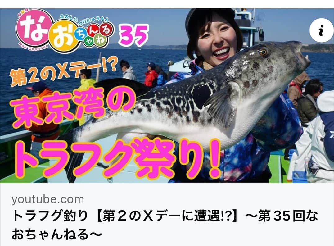 井上直美さんのインスタグラム写真 - (井上直美Instagram)「雑誌つり情報最新号は1日発売なんですが（フライングゲット出来てる方も居るみたい♪）つり情報さんYouTubeのなおちゃんねるは一足お先にアップされました♪ 残念ながら今シーズンは終わってしまったのですが毎年かなり楽しみにしています「トラフグ釣り」にチャレンジしてきました。 トラフグ…今回は釣るまでに悔しい思いをしたり、無理やりスケジュールをずらしてプライベートで動画回して再チャレンジしたりと釣るまで絶対諦めない根性で頑張りました。 来年もまたトラフグ祭りがありますし、まだやった事が無い方はこんな釣りなんだなぁ〜やった事ある方はこんな釣りだよねぇ〜なんて思い返しながら観て頂けたら嬉しいです🙇‍♀️よろしくお願いします。  🐟タックルデータ🐟 ロッド♡アルファタックル フグカットウFT150MH リール♡テイルウォーク エランSW VTN 73L ライン♡テイルウォーク PowerEye WX8 マークド0.8号 リーダー♡アプロード ソルトマックス ショックリーダーモバイル タイプF 4号 オモリ♡20号 仕掛け♡船宿オリジナル健船長仕掛け 船宿♡金沢八景 野毛屋さん  https://youtu.be/8-vsCFEwzaM ←YouTube ☆ハイライトの「なおちゃんねる」からリンクに飛べます  　#トラフグ　#祭り　#Xデイ　#つり情報　#なおちゃんねる　#アルファタックル　#東京湾　#野毛屋　#健太郎船長　#毎年恒例」4月29日 20時34分 - naochingyo