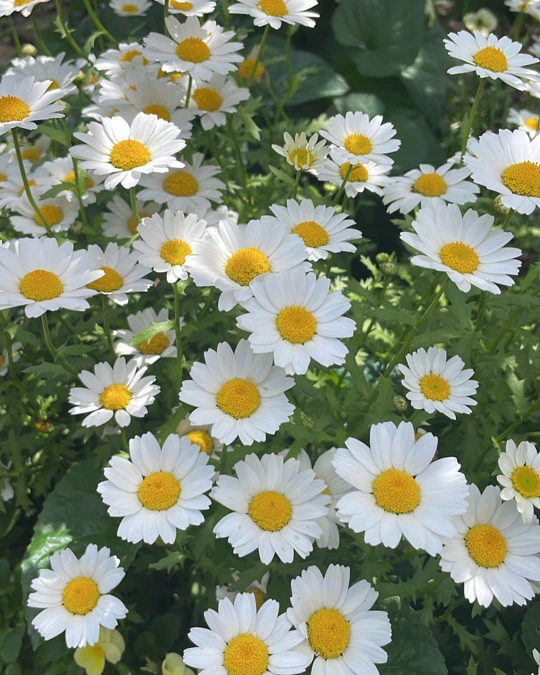 神岡実希のインスタグラム：「ー お花可愛い！！！🌼🌸🌞🌷アカオフォレストに行ったよ。写真のせる〜🤳  #アカオフォレスト #熱海旅行 #熱海 #熱海観光 #静岡」
