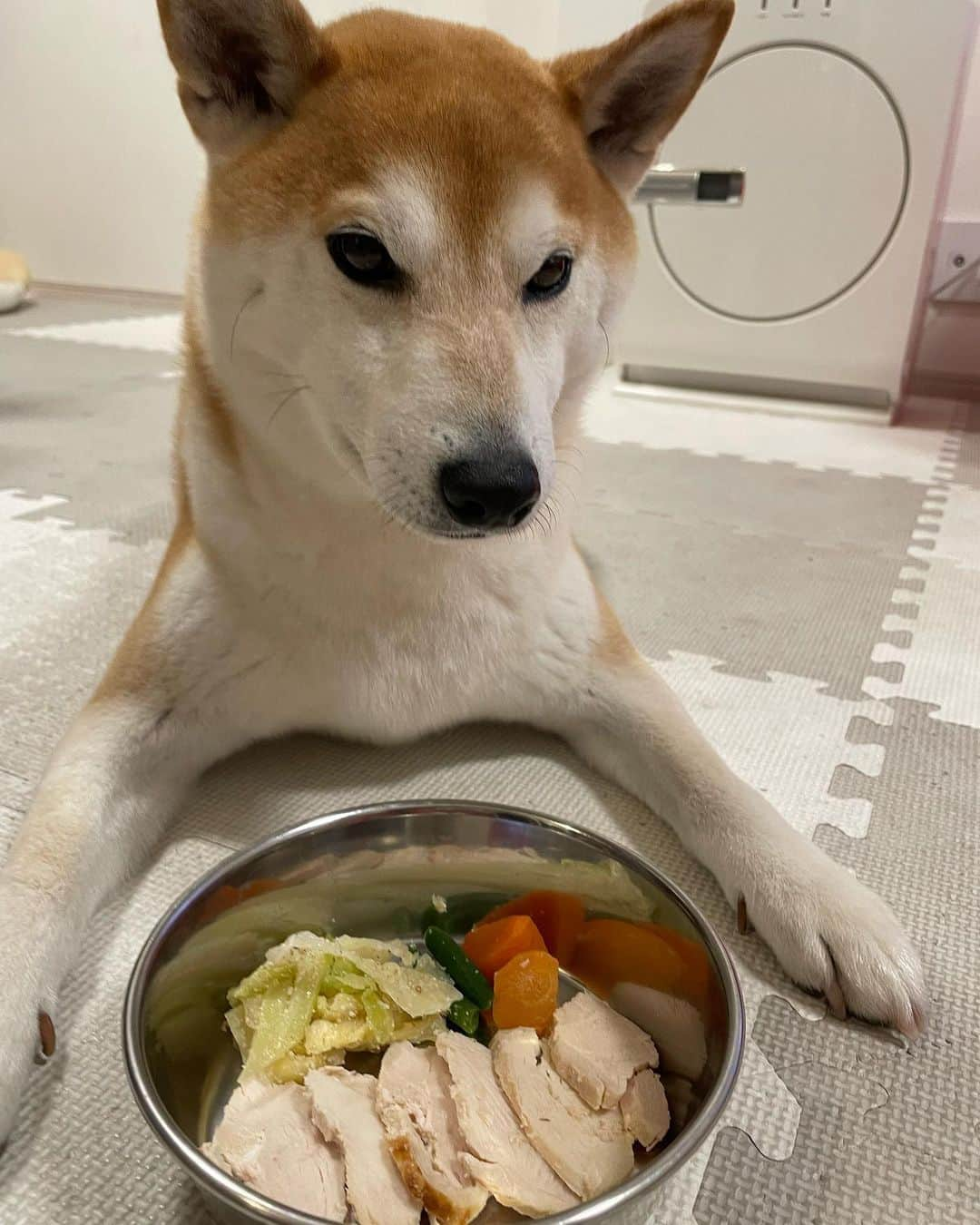 高橋みゆきのインスタグラム：「4月28日🎂クラ吉7歳になりました🍗🍗おめでとう🐕元気で長生きしてくれよ🙏🙏🙏💓 #クラ吉 #7歳 #オス #誕生日」