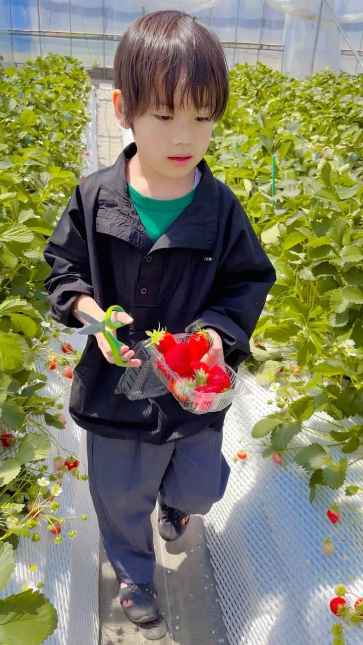 himecyanのインスタグラム：「イチゴ狩り🍓 東京でいちご狩りできるんだ！と感動してしまった🥹 しかも品種も色々あって食べ比べができて大喜びでした✨ . #いちご狩り  #いちご好き  #いちご🍓」