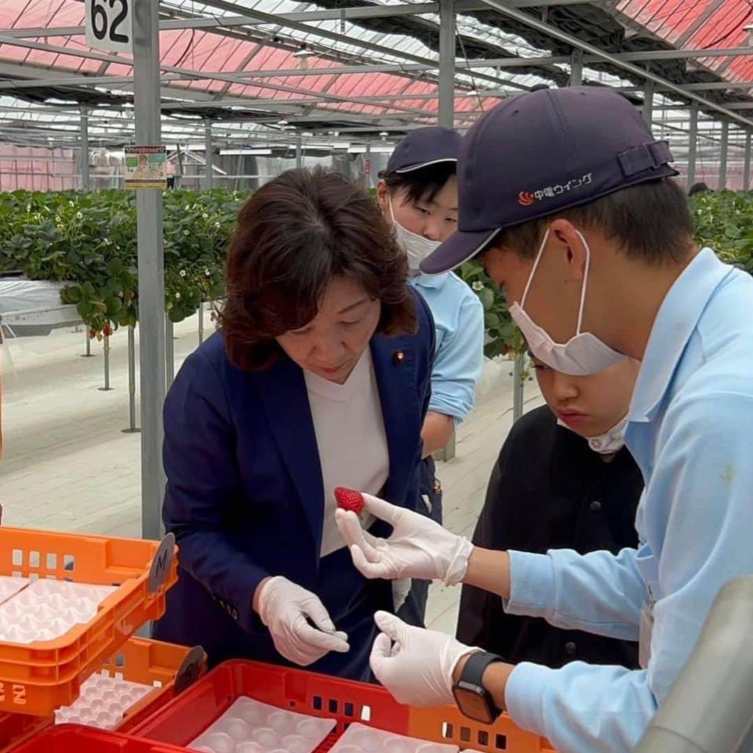 野田聖子さんのインスタグラム写真 - (野田聖子Instagram)「中部電力がイチゴ栽培・販売を行っている「ウイングいちご」(岐阜県可児市)を勝野哲代表取締役会長にもご同行いただき視察させていただきました。 高い技術を習得したチャレンジドの皆さんが、種蒔きから温度管理、収穫にいたるまで全てを手作業で行い、一粒一粒丹精込めてイチゴを育てられています。 試食もさせていただきましたが、とても甘く濃厚な味でとても美味しくいただきました。  #野田聖子  #中部電力  #ウイングいちご  #ウインクいちご🍓」4月29日 21時00分 - seiko.noda