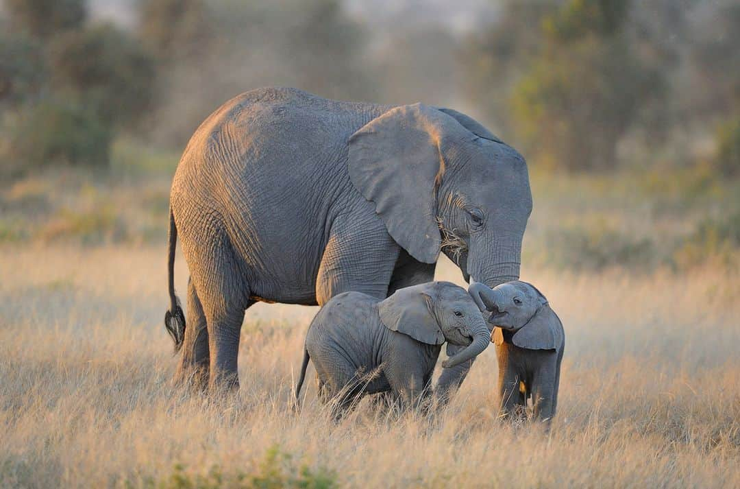 アニマルプラネットさんのインスタグラム写真 - (アニマルプラネットInstagram)「An incredible capture of an #elephant family in #Kenya by Diana Robinson. 🐘」4月29日 22時00分 - animalplanet