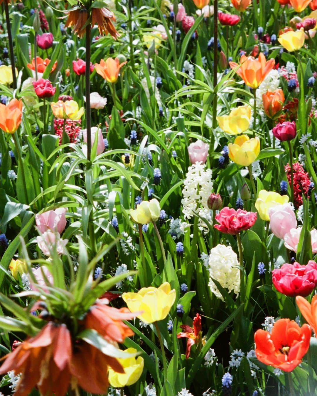 ナオミ・シマダのインスタグラム：「so glad I made it my mission to run around amsterdam looking for what I was told were the very last rolls of film in the city, just to photograph these flowers! each of them full of such vibrancy and personality, communing as a gorgeous yet bitterly sweet temporal village revealing to us (just in case we needed the reminder) of the magic of spring with their sweet presence. not only devastatingly beautiful, to say I was high from their combined floral exudation is a true understatement, as I floated away on a heavenly floral cloud for days afterwards ☁️🌷」
