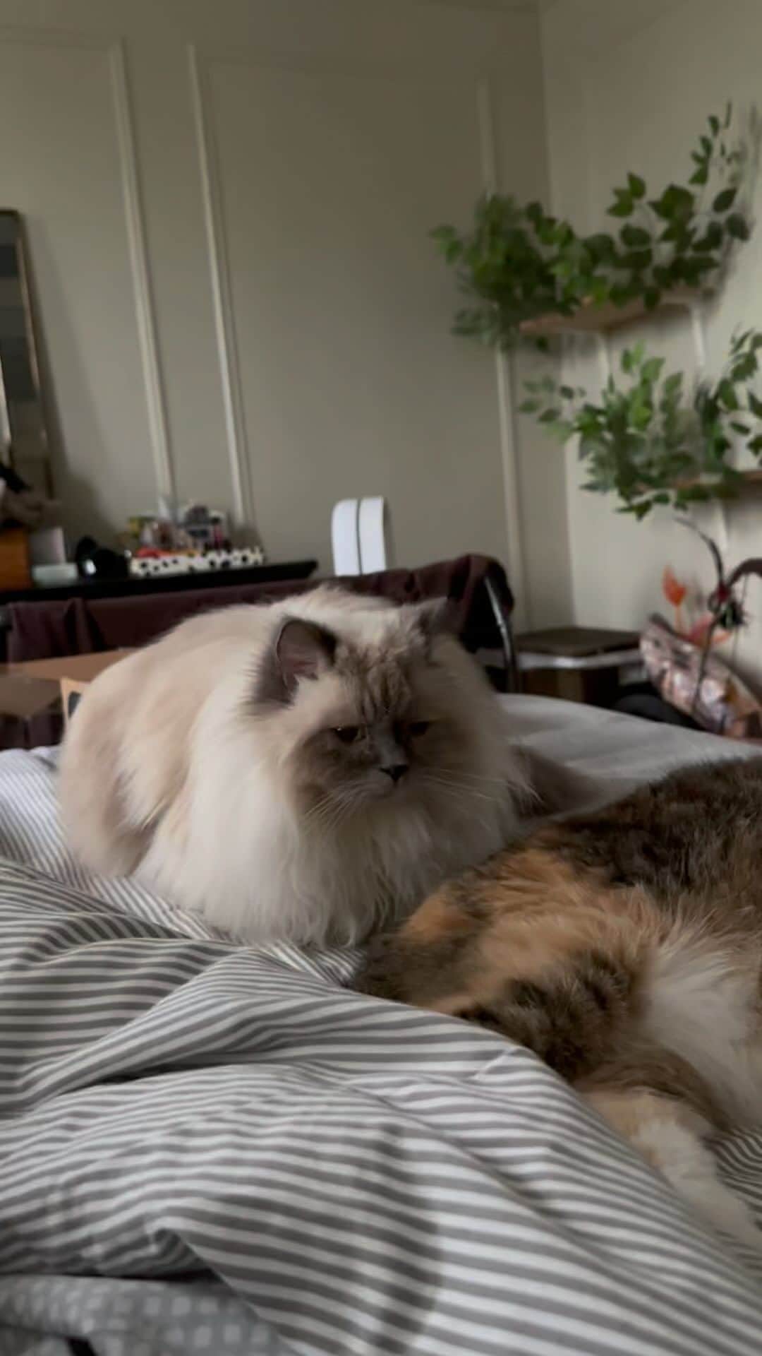 Tinaのインスタグラム：「Rainy Caturday vibes」