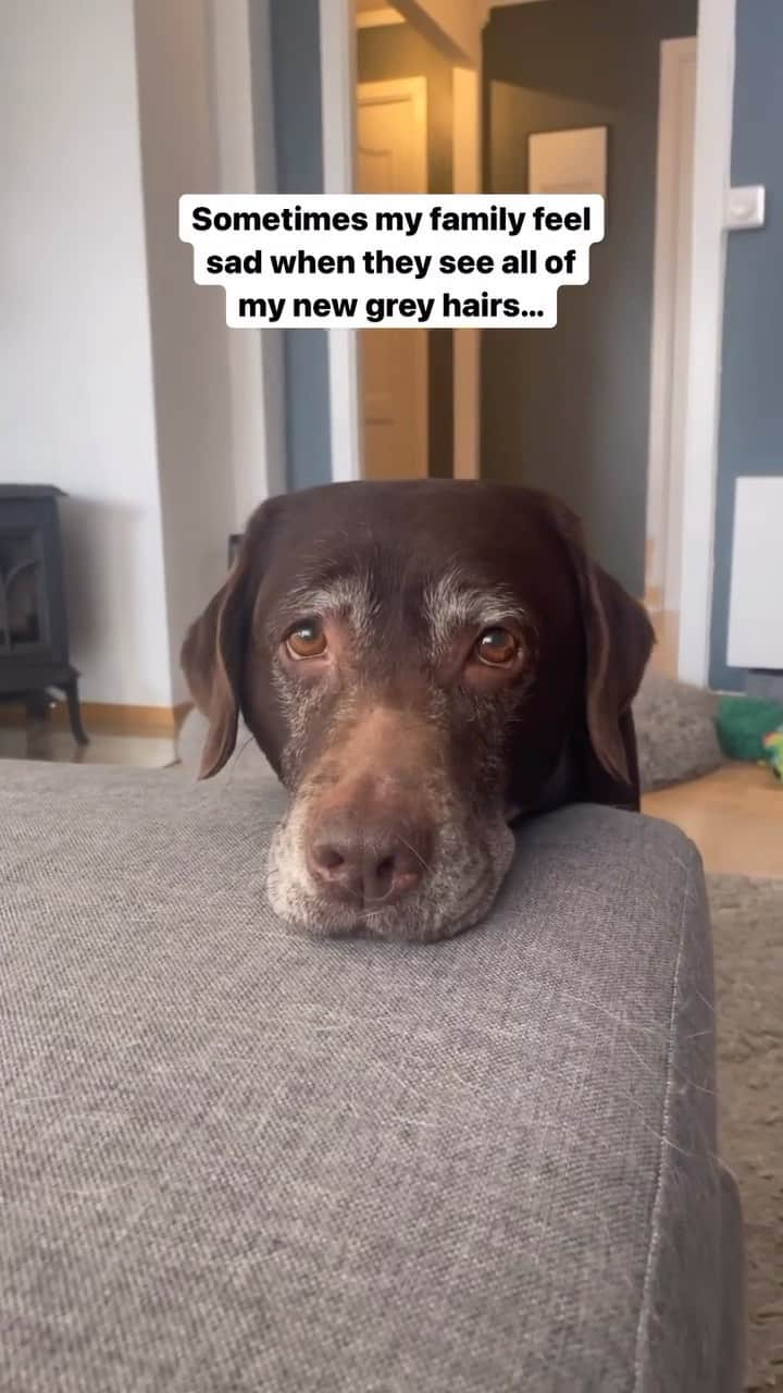 World of Labradors!のインスタグラム：「A lifetime of love and loyalty. ❤️ - @labradorsisters_」