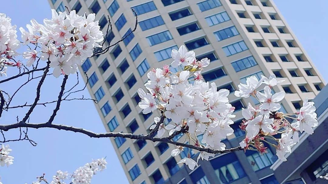 福島蘭世さんのインスタグラム写真 - (福島蘭世Instagram)「🌸🌸🌸  4月が終わる前に花見の写真を、📸笑  GWいかがお過ごしですか？  #桜まつり #桜  #Japanesegirl #selfie #福島蘭世 #me #自撮女子 #セルカ #selca #selcagram #셀커샷 #셀카그램 #얼스타그램」4月30日 8時51分 - ranze_fukushima