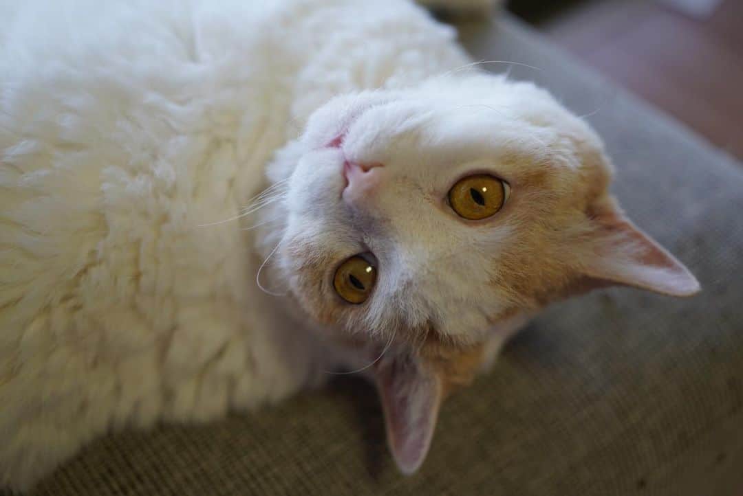みかんのインスタグラム：「.  レモンちゃーん！  と呼んだら、振り向いてくれました🎶 アーモンドのような綺麗な目です😊  #レモン #cat #catstagram」