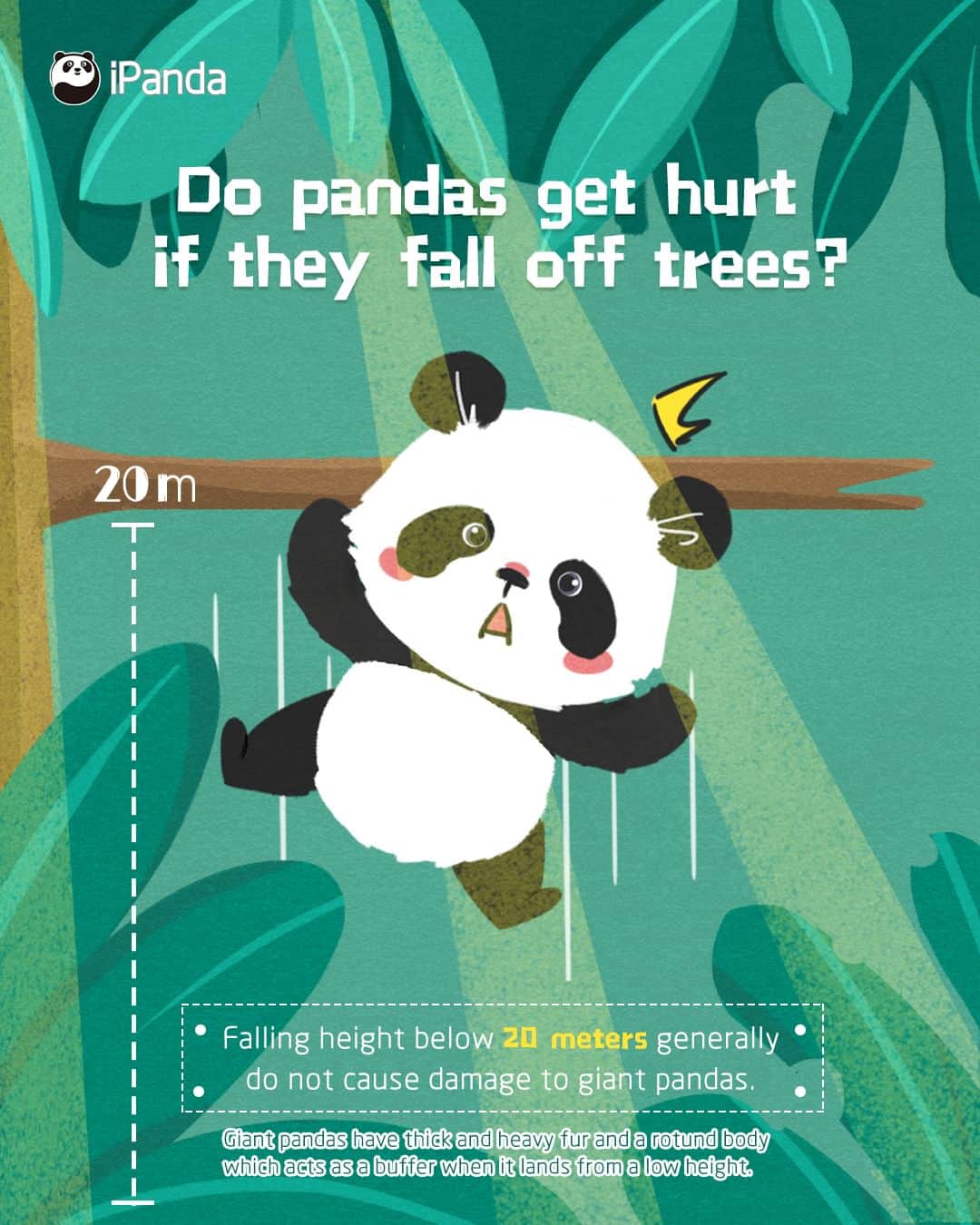 iPandaさんのインスタグラム写真 - (iPandaInstagram)「Q: Do pandas get hurt if they fall from trees? 💡 Hint: Depends... 🕵️‍♀️ 🕵️‍♀️ A: Generally, pandas won’t get hurt if they fall below the height of 20 meters.  Why? Because giant pandas are covered with thick fur and have rotund bodies. Their fur and bodies act as a buffer when they land on the ground. 🐼 🐼 🐼 #Panda #iPanda #Cute #PandaQA #FunFactsAboutPanda」4月30日 0時59分 - ipandachannel