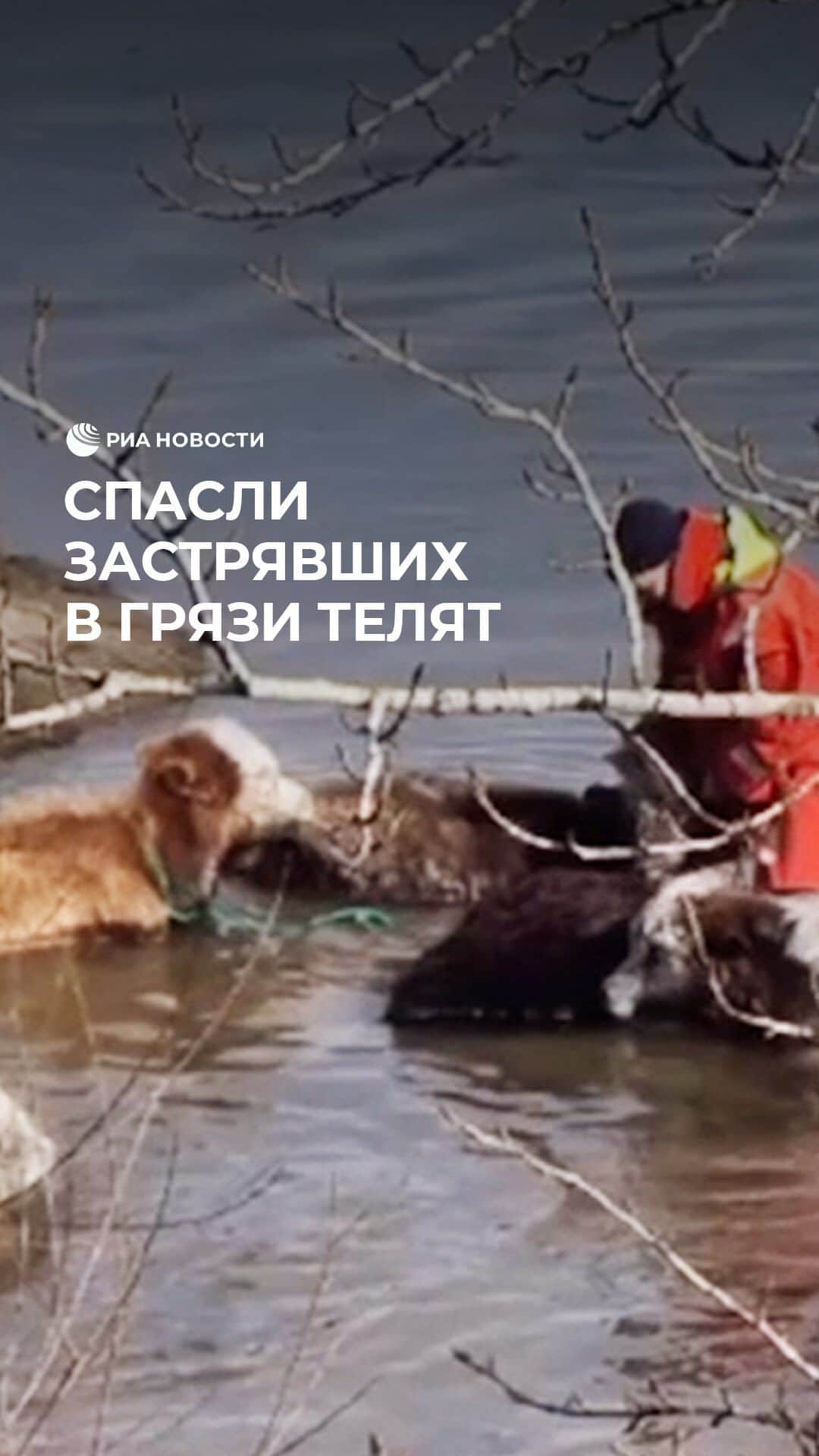 RIAノーボスチのインスタグラム：「На берегу Енисея спасли телят, застрявших в грязи. Животные не смогли самостоятельно выбраться из западни. Когда подоспела помощь, они практически обессилели. Спасатели вытянули телят веревкой, одному из малышей наложили шину. После этого их передали хозеявам.」