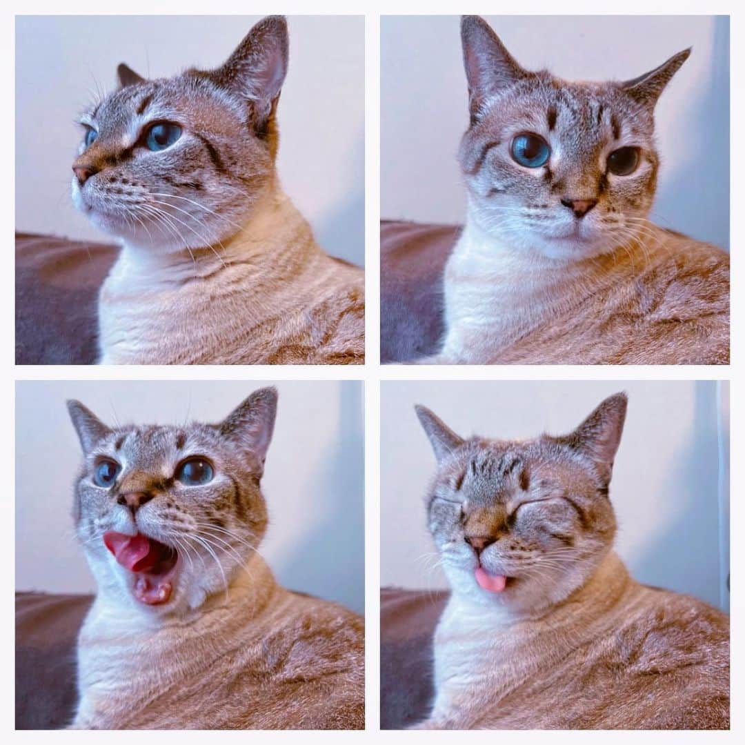 横槍メンゴのインスタグラム：「#保護猫」