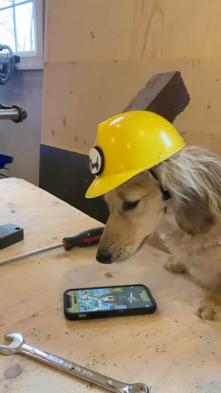 Crusoe the Celebrity Dachshundのインスタグラム：「“Were you one of the few people who previously couldn’t get our game to work? Well, we just finished our biggest performance improvement yet, so please give it one more try (download links via link and profile) and let us know!🤞This is as good as it’ll get now!” ~ Crusoe」
