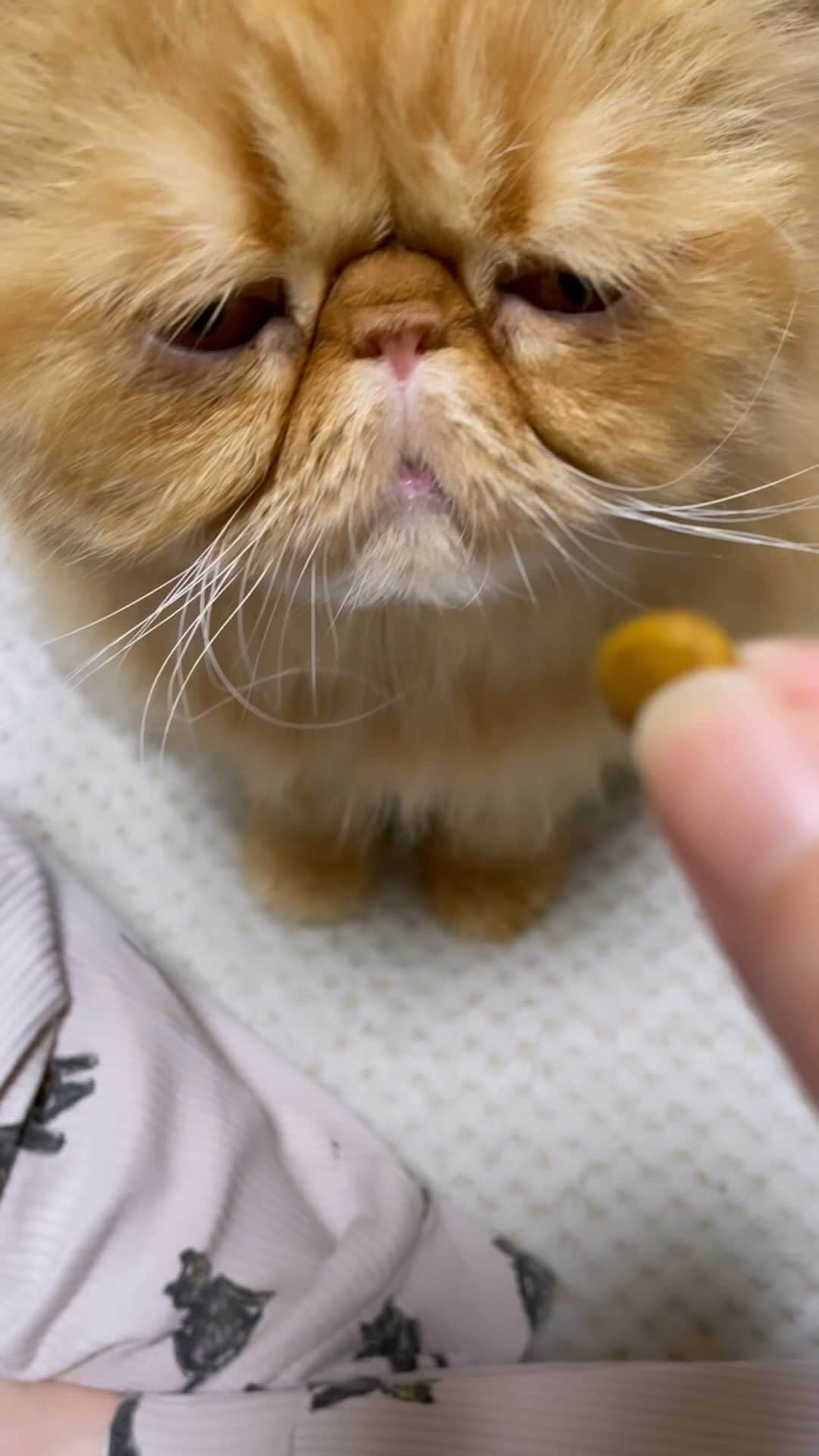 女将のインスタグラム：「Ulu  甘えて手食べの朝☺️  #本当は自分で食べれる仙人 #ウル仙人  #ilovcats」