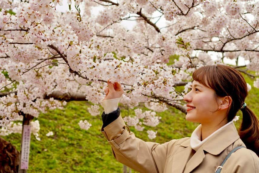 福永裕梨さんのインスタグラム写真 - (福永裕梨Instagram)「先日、母と函館五稜郭公園へ🌸 ⠀  いつか桜の季節の五稜郭を母に見てほしかったので 念願の函館旅行でした☺️♡ ⠀ ちょうど桜は満開で見頃🌸 だったのですが、お天気が気まぐれで…🥹 ⠀ 時折晴れてくれたものの、終始風が強くて 道中には霰が降ったり、急に雨が降り出したりと なかなか荒れたお花見となりました🤣🌸 ⠀ それでもやっぱり上からの眺めは圧巻😳 1500本に及ぶソメイヨシノが 星型を彩っていて美しかったです🌟  徳島からはるばる来てくれた母、ありがとう🐕🌸 ⠀  #母娘旅行 #五稜郭 #五稜郭公園 #函館 #お花見  #母は顔出しNG🙅‍♀️笑 #なので私の写真ばかりですみません😛 #インナーダウン着ても震えた🤣 #ぽかぽかのお花見したかった🐥 #久しぶりの母との旅行でした✈︎ #スギ花粉なくて快適やわ〜と終始喜んでいました笑 #ちょうど200投稿だった🐕るん♪ #HTB #アナウンサー #福永裕梨  母にたくさん写真撮ってもらったので 後日また函館旅行をご紹介していこうと思います🌸」4月30日 9時42分 - htb_yurifukunaga