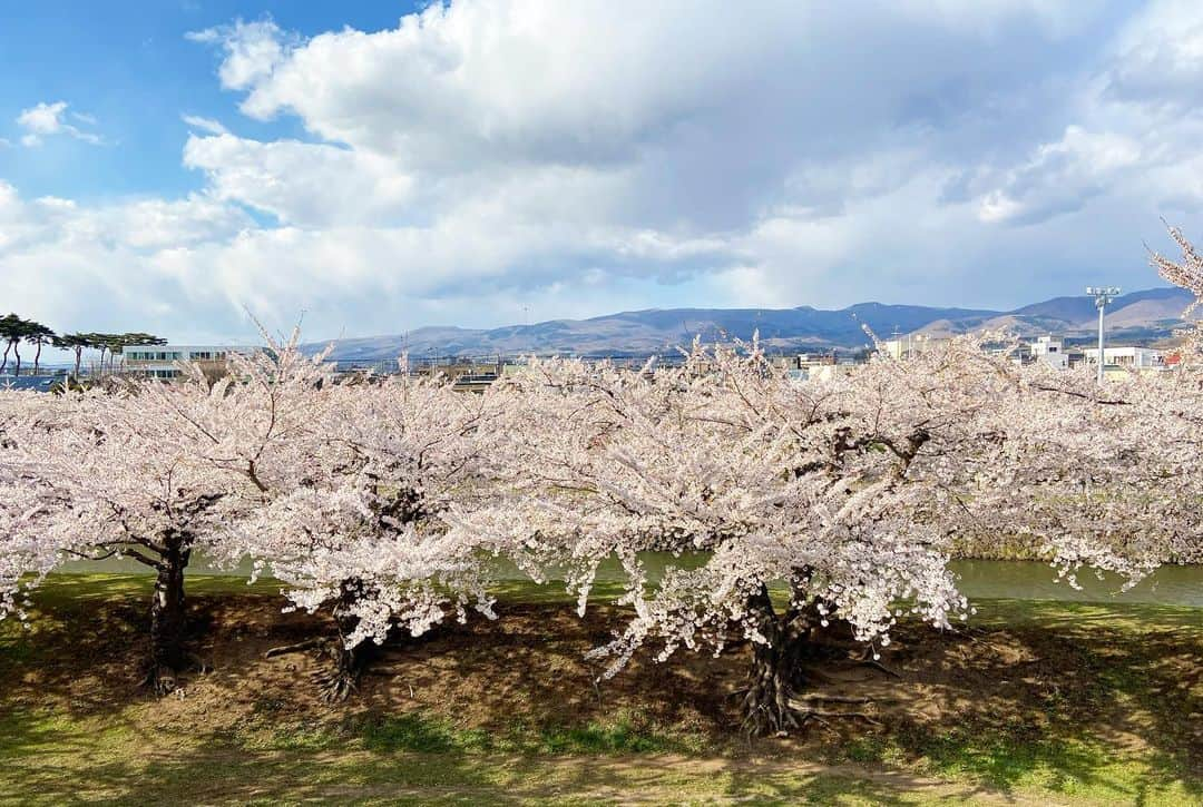 福永裕梨さんのインスタグラム写真 - (福永裕梨Instagram)「先日、母と函館五稜郭公園へ🌸 ⠀  いつか桜の季節の五稜郭を母に見てほしかったので 念願の函館旅行でした☺️♡ ⠀ ちょうど桜は満開で見頃🌸 だったのですが、お天気が気まぐれで…🥹 ⠀ 時折晴れてくれたものの、終始風が強くて 道中には霰が降ったり、急に雨が降り出したりと なかなか荒れたお花見となりました🤣🌸 ⠀ それでもやっぱり上からの眺めは圧巻😳 1500本に及ぶソメイヨシノが 星型を彩っていて美しかったです🌟  徳島からはるばる来てくれた母、ありがとう🐕🌸 ⠀  #母娘旅行 #五稜郭 #五稜郭公園 #函館 #お花見  #母は顔出しNG🙅‍♀️笑 #なので私の写真ばかりですみません😛 #インナーダウン着ても震えた🤣 #ぽかぽかのお花見したかった🐥 #久しぶりの母との旅行でした✈︎ #スギ花粉なくて快適やわ〜と終始喜んでいました笑 #ちょうど200投稿だった🐕るん♪ #HTB #アナウンサー #福永裕梨  母にたくさん写真撮ってもらったので 後日また函館旅行をご紹介していこうと思います🌸」4月30日 9時42分 - htb_yurifukunaga