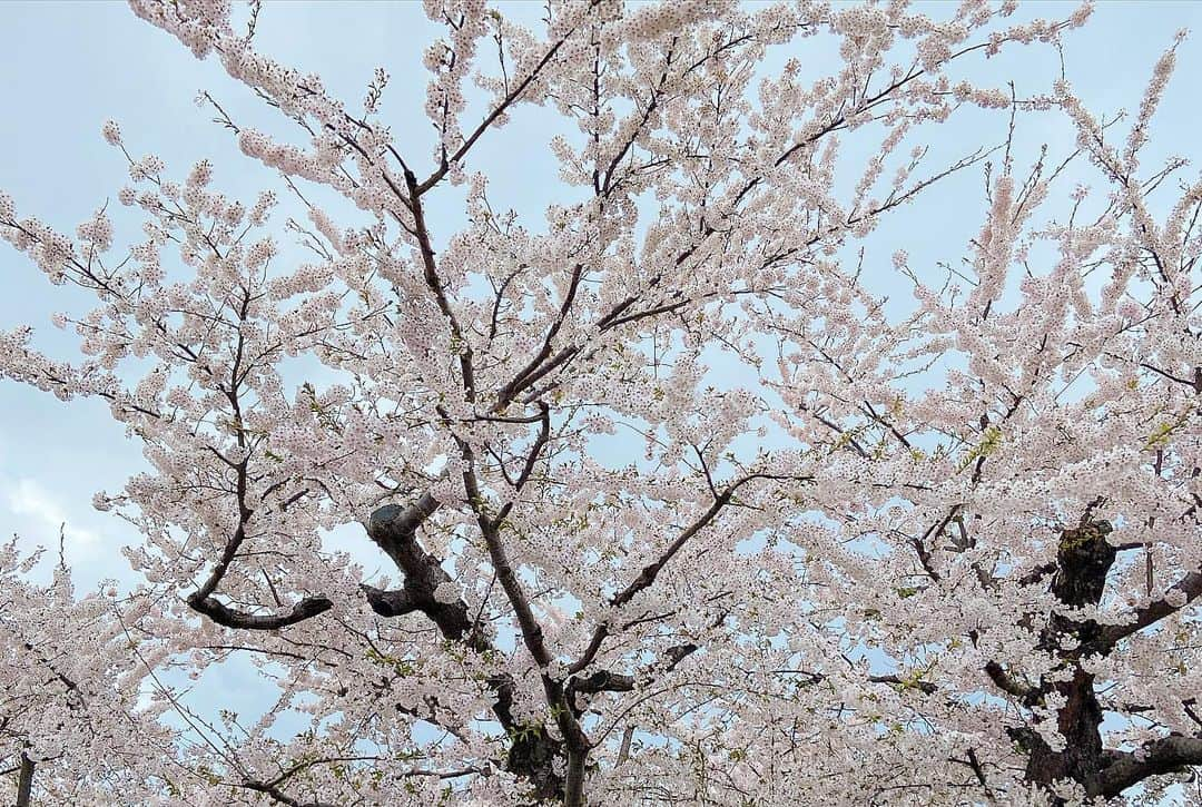 福永裕梨さんのインスタグラム写真 - (福永裕梨Instagram)「先日、母と函館五稜郭公園へ🌸 ⠀  いつか桜の季節の五稜郭を母に見てほしかったので 念願の函館旅行でした☺️♡ ⠀ ちょうど桜は満開で見頃🌸 だったのですが、お天気が気まぐれで…🥹 ⠀ 時折晴れてくれたものの、終始風が強くて 道中には霰が降ったり、急に雨が降り出したりと なかなか荒れたお花見となりました🤣🌸 ⠀ それでもやっぱり上からの眺めは圧巻😳 1500本に及ぶソメイヨシノが 星型を彩っていて美しかったです🌟  徳島からはるばる来てくれた母、ありがとう🐕🌸 ⠀  #母娘旅行 #五稜郭 #五稜郭公園 #函館 #お花見  #母は顔出しNG🙅‍♀️笑 #なので私の写真ばかりですみません😛 #インナーダウン着ても震えた🤣 #ぽかぽかのお花見したかった🐥 #久しぶりの母との旅行でした✈︎ #スギ花粉なくて快適やわ〜と終始喜んでいました笑 #ちょうど200投稿だった🐕るん♪ #HTB #アナウンサー #福永裕梨  母にたくさん写真撮ってもらったので 後日また函館旅行をご紹介していこうと思います🌸」4月30日 9時42分 - htb_yurifukunaga