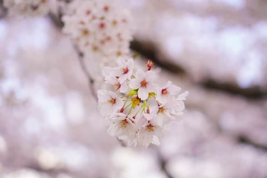 福永裕梨さんのインスタグラム写真 - (福永裕梨Instagram)「先日、母と函館五稜郭公園へ🌸 ⠀  いつか桜の季節の五稜郭を母に見てほしかったので 念願の函館旅行でした☺️♡ ⠀ ちょうど桜は満開で見頃🌸 だったのですが、お天気が気まぐれで…🥹 ⠀ 時折晴れてくれたものの、終始風が強くて 道中には霰が降ったり、急に雨が降り出したりと なかなか荒れたお花見となりました🤣🌸 ⠀ それでもやっぱり上からの眺めは圧巻😳 1500本に及ぶソメイヨシノが 星型を彩っていて美しかったです🌟  徳島からはるばる来てくれた母、ありがとう🐕🌸 ⠀  #母娘旅行 #五稜郭 #五稜郭公園 #函館 #お花見  #母は顔出しNG🙅‍♀️笑 #なので私の写真ばかりですみません😛 #インナーダウン着ても震えた🤣 #ぽかぽかのお花見したかった🐥 #久しぶりの母との旅行でした✈︎ #スギ花粉なくて快適やわ〜と終始喜んでいました笑 #ちょうど200投稿だった🐕るん♪ #HTB #アナウンサー #福永裕梨  母にたくさん写真撮ってもらったので 後日また函館旅行をご紹介していこうと思います🌸」4月30日 9時42分 - htb_yurifukunaga
