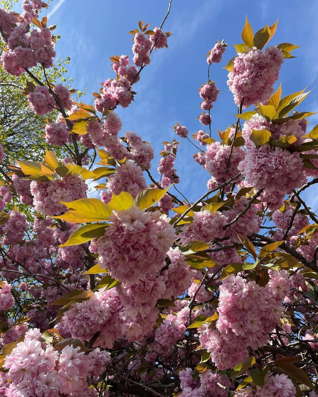 メラニー・サイクスさんのインスタグラム写真 - (メラニー・サイクスInstagram)「May it be beautiful before me. May it be beautiful behind me. May it be beautiful below me. May it be beautiful above me. May it be beautiful all around me. In beauty it is finished. In beauty it is finished. Happily I go forth.  A Navajo Chant, Native American  #today #blessings #nature #walking」4月30日 5時52分 - msmelaniesykes