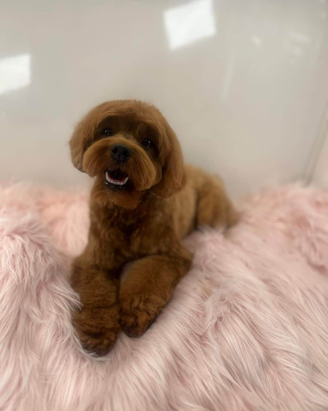 ジェーン・リンチのインスタグラム：「My grandniece , Francine was groomed today. She feels so pretty.」