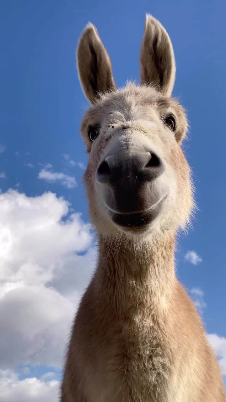 Baby Animalsのインスタグラム