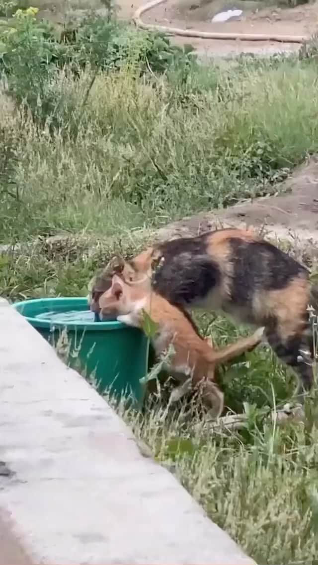 Cute Pets Dogs Catsのインスタグラム
