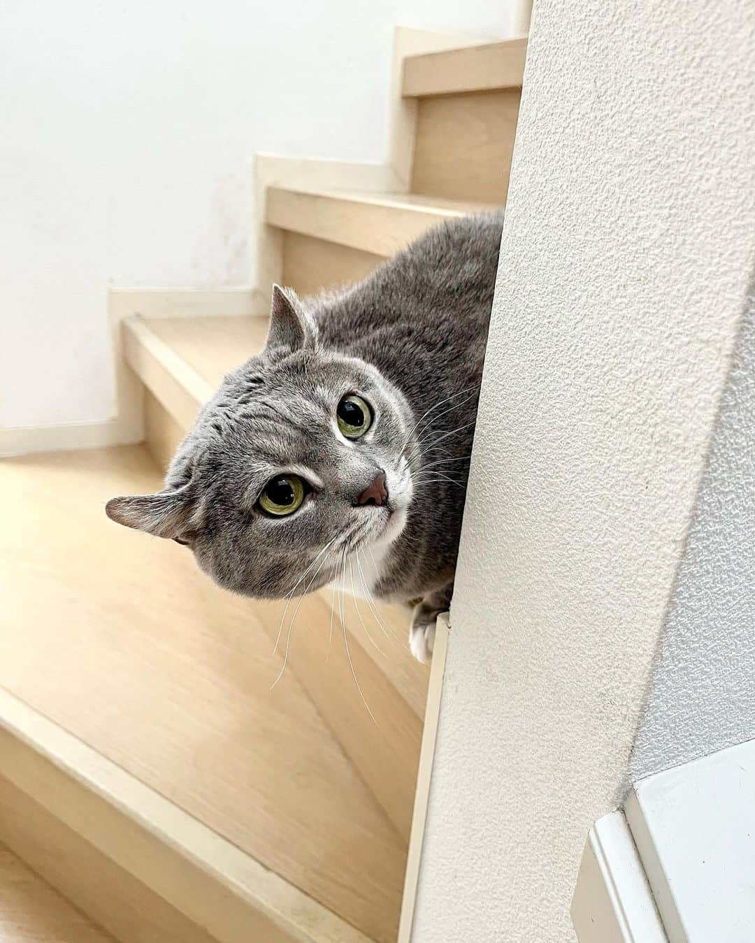 高見恭子さんのインスタグラム写真 - (高見恭子Instagram)「たくさんあそぼう一緒にこの人生を  #cat#catlife #catphoto#catlove #americancurl  #lovelife  #lifeisbeautiful  #smile」4月30日 7時29分 - takami_kyoko